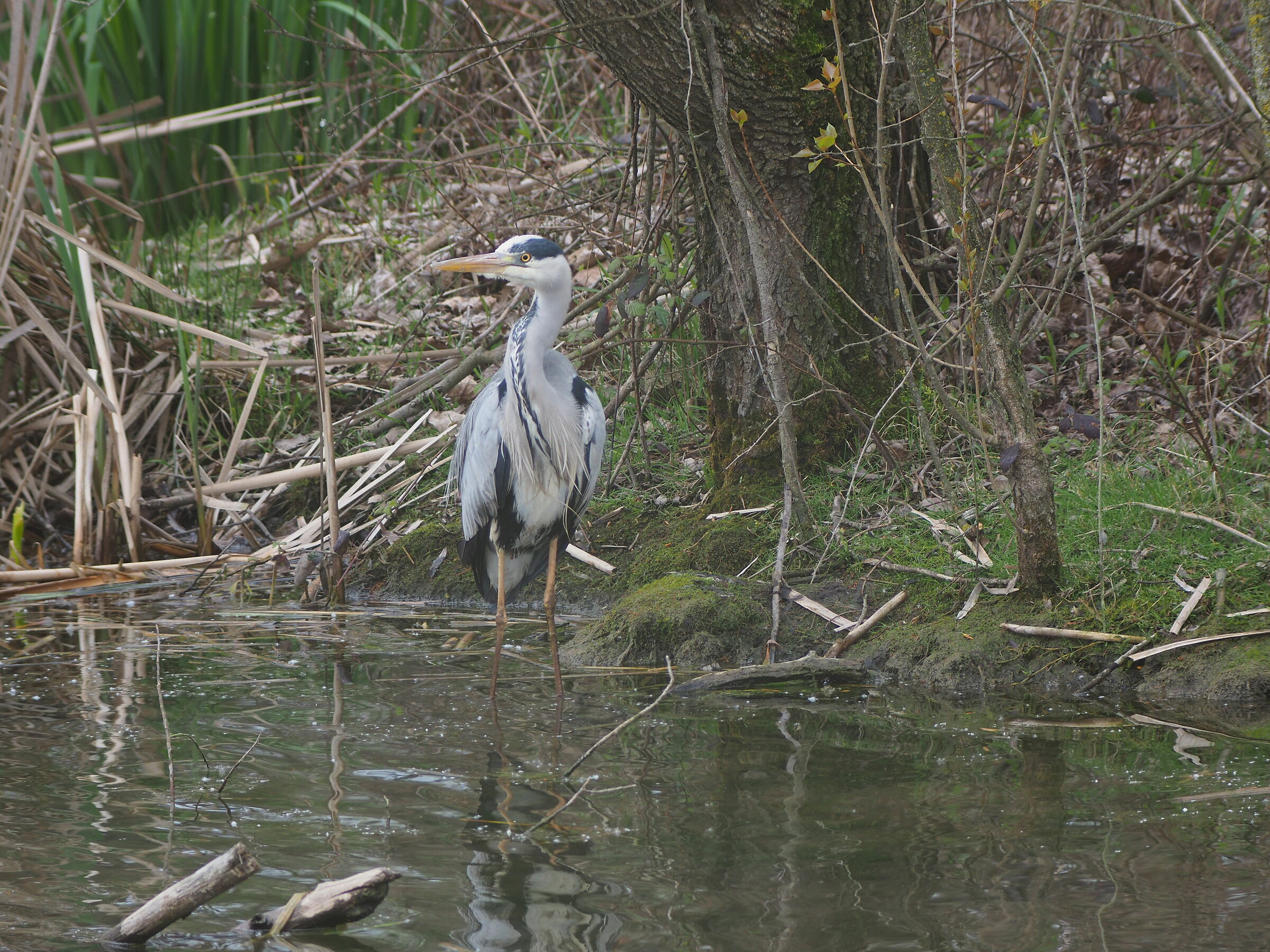 Ardea cinerea