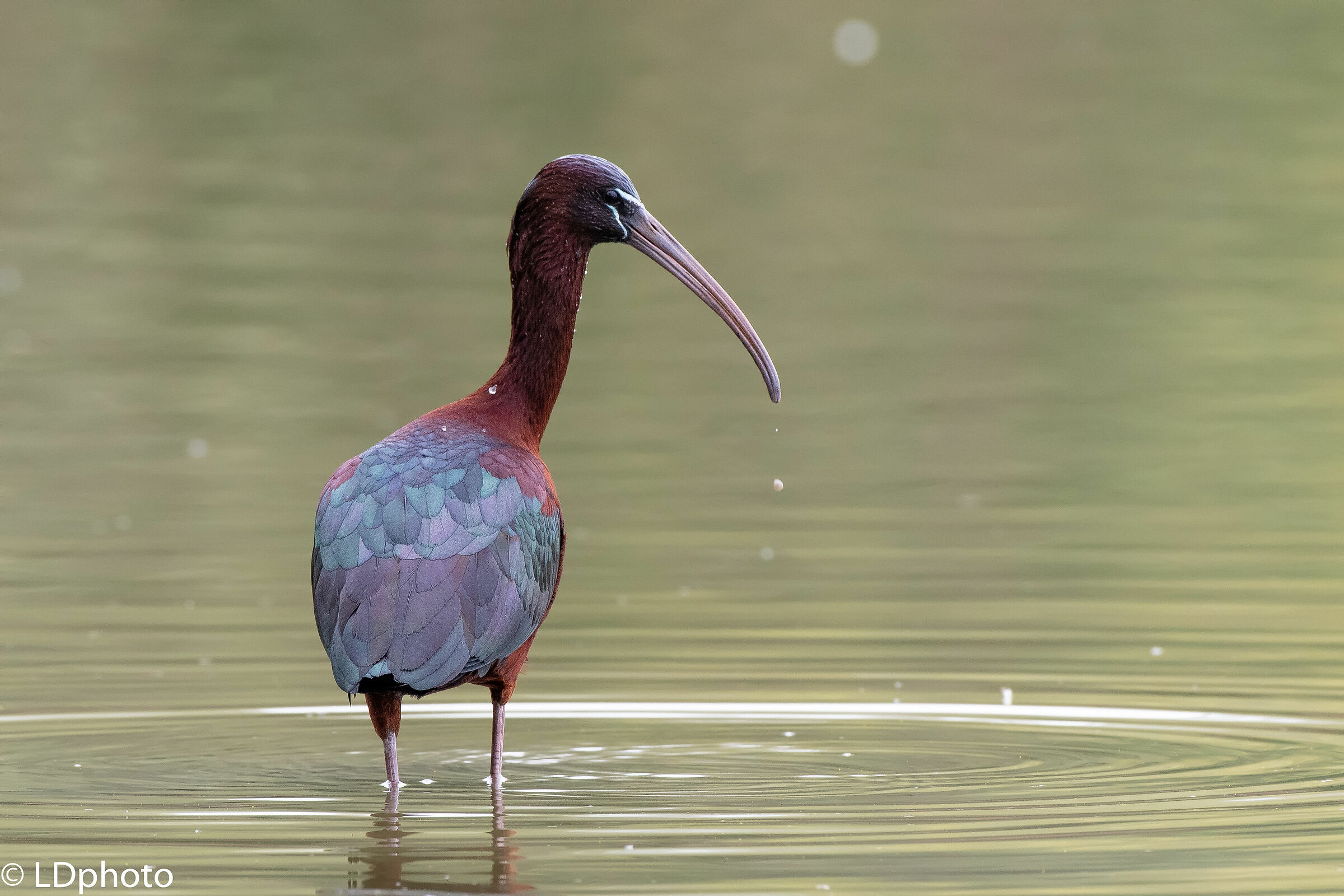 Glossy Ibis