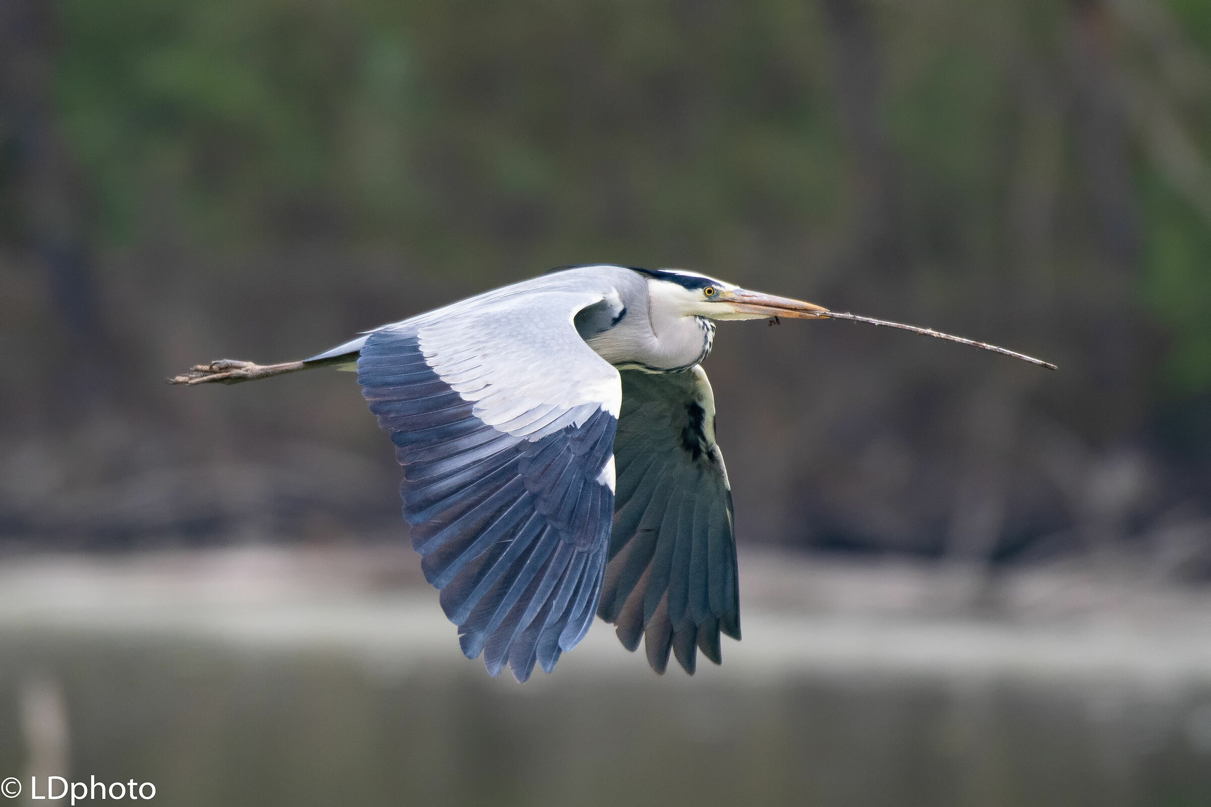 Grey Heron Building Mode