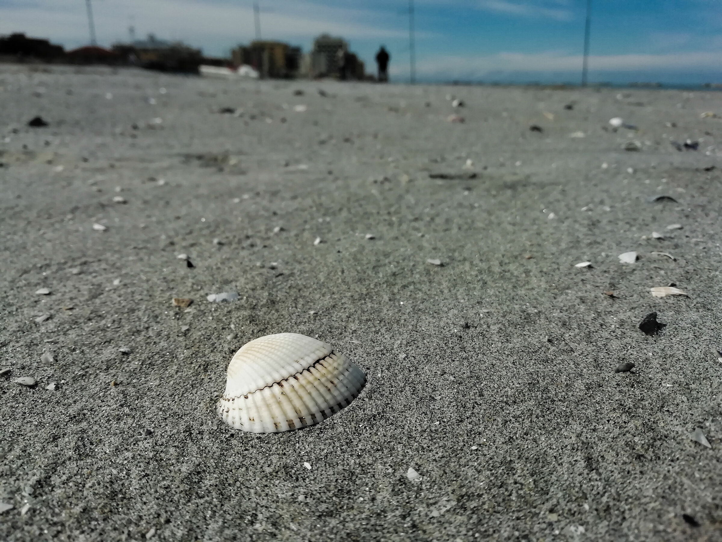 Shells and remains