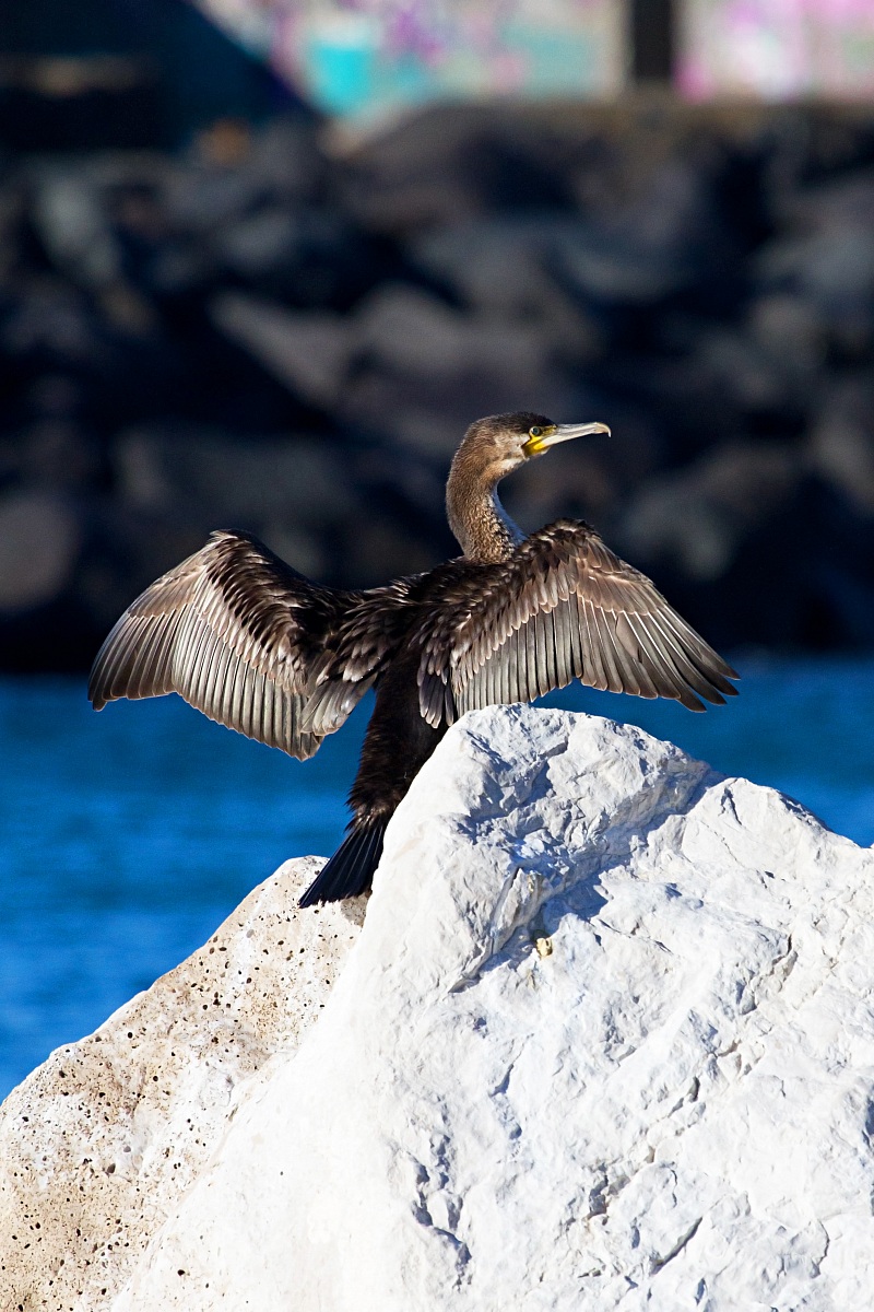 Cormorants in Portici