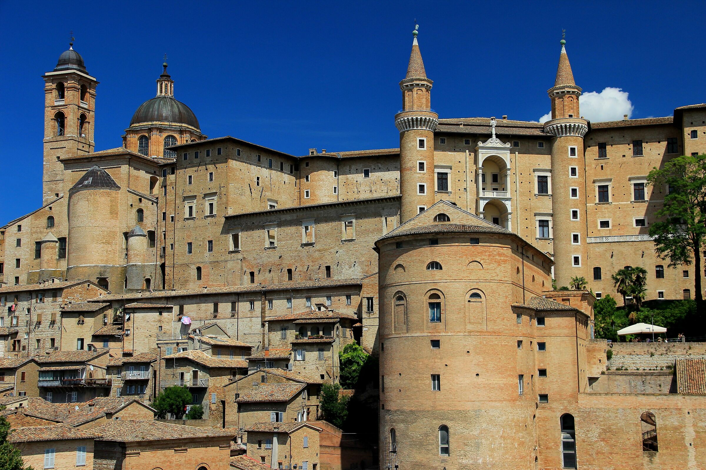 Urbino