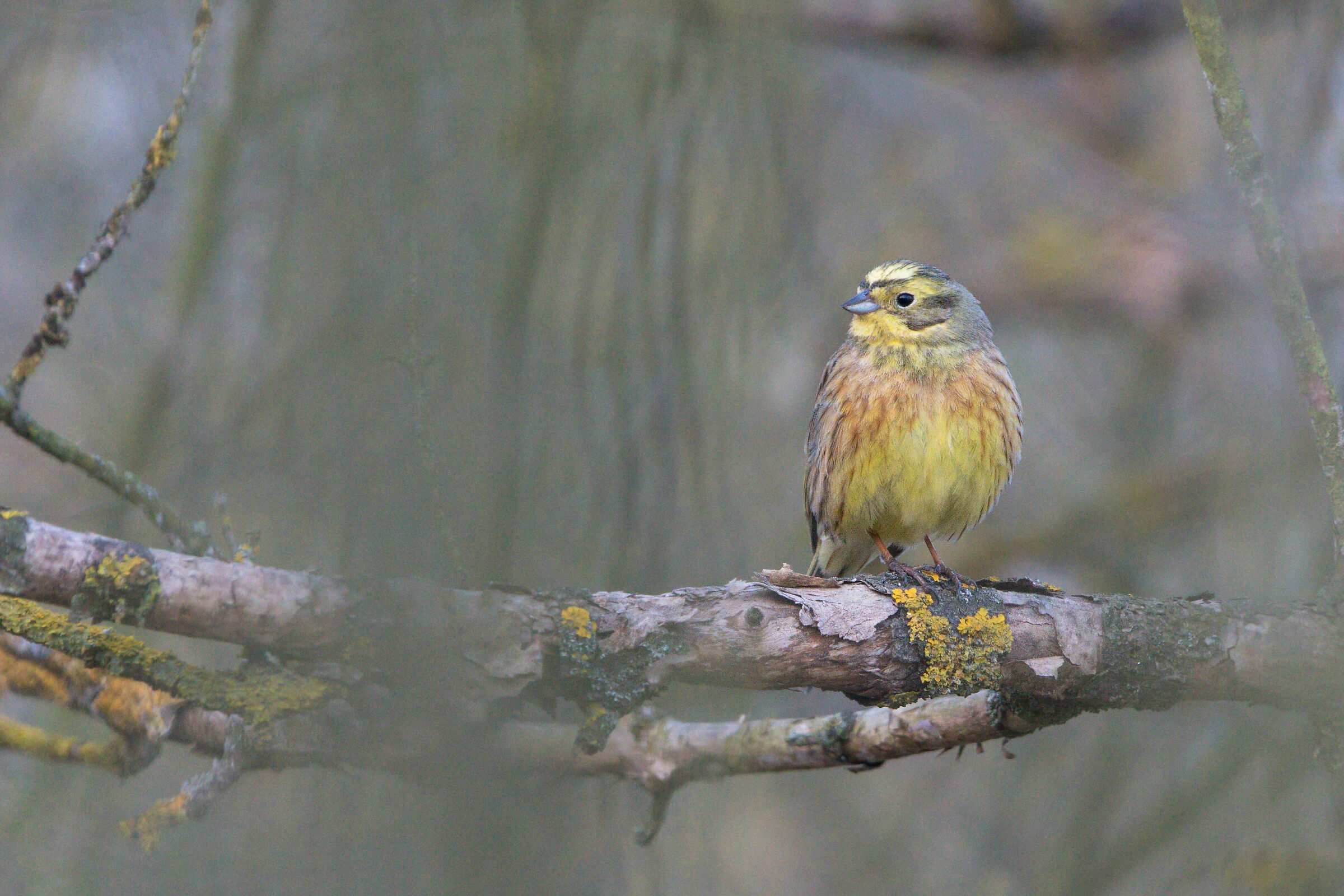 Yellowhammer (Emberiza citrinella)