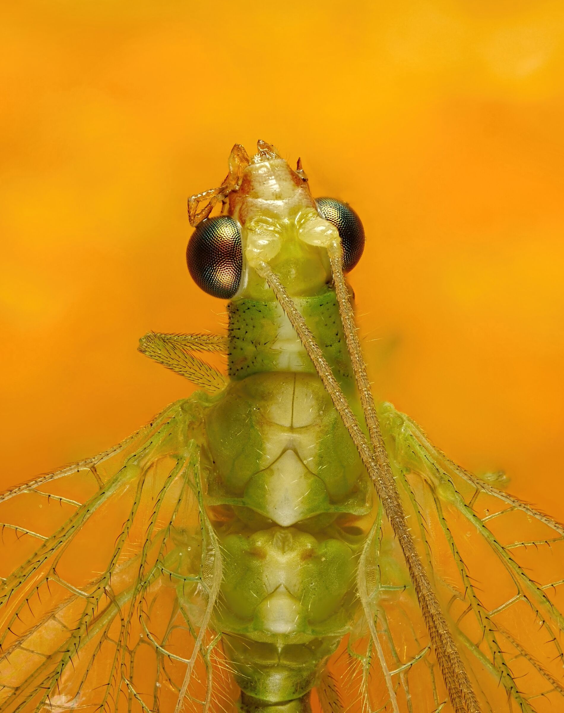 Neuroptera > Chrysopidae > Chrysopa pallens