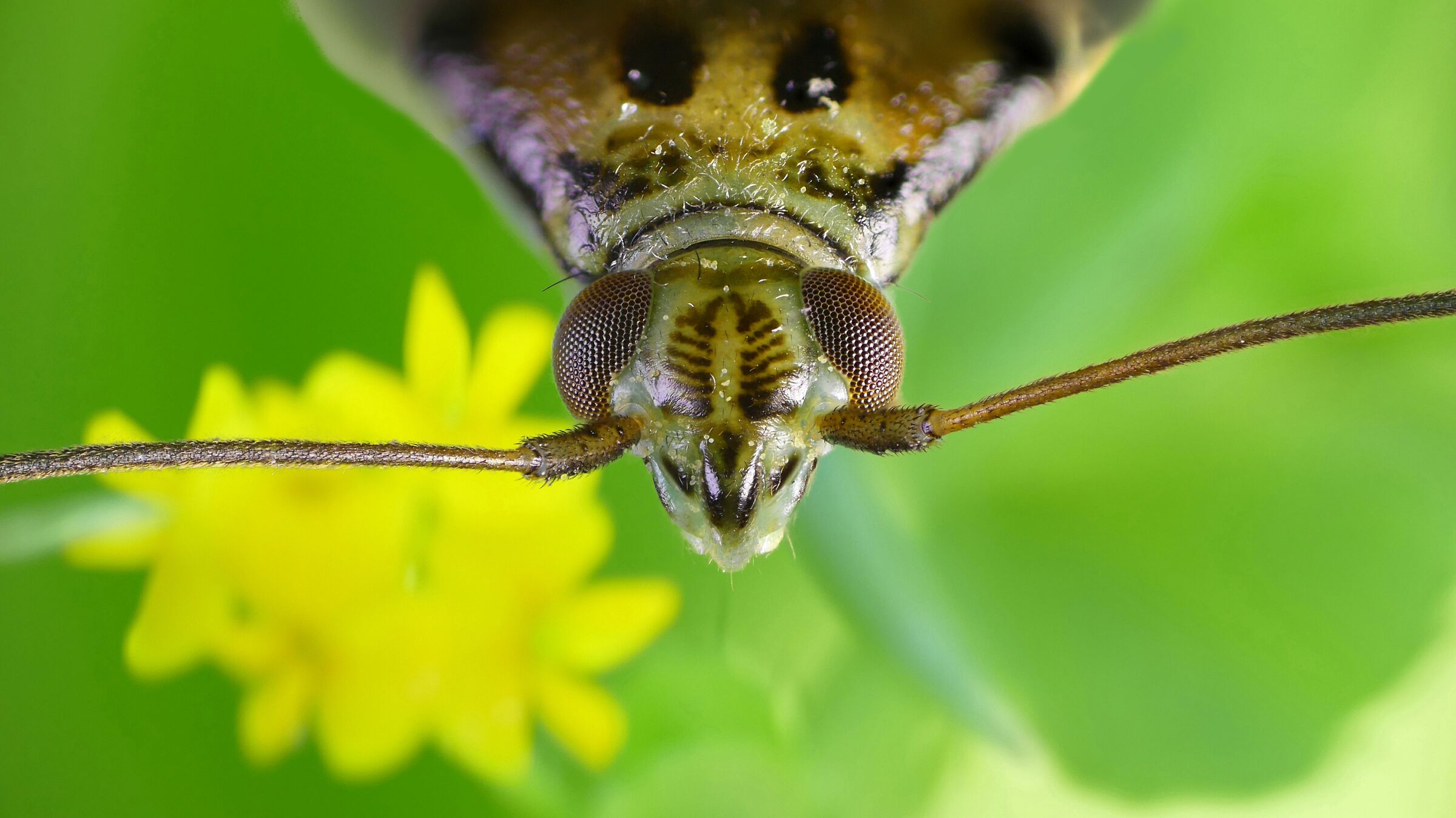 Hemiptera > Miridae > Adelphocoris lineolatus