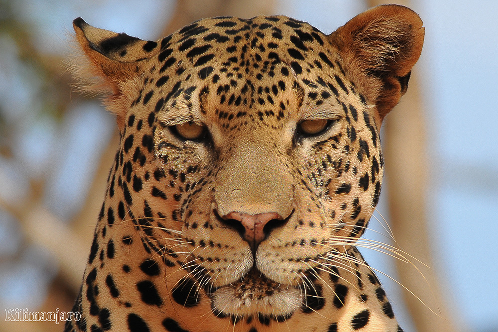 Leopardo
