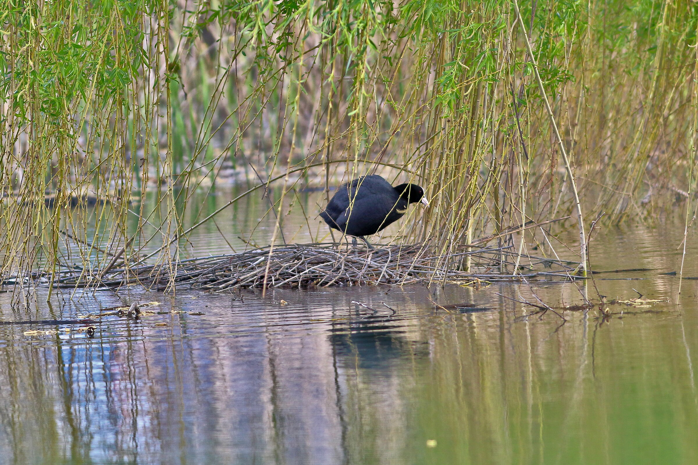 Help! I CAN'T SWIM!!!