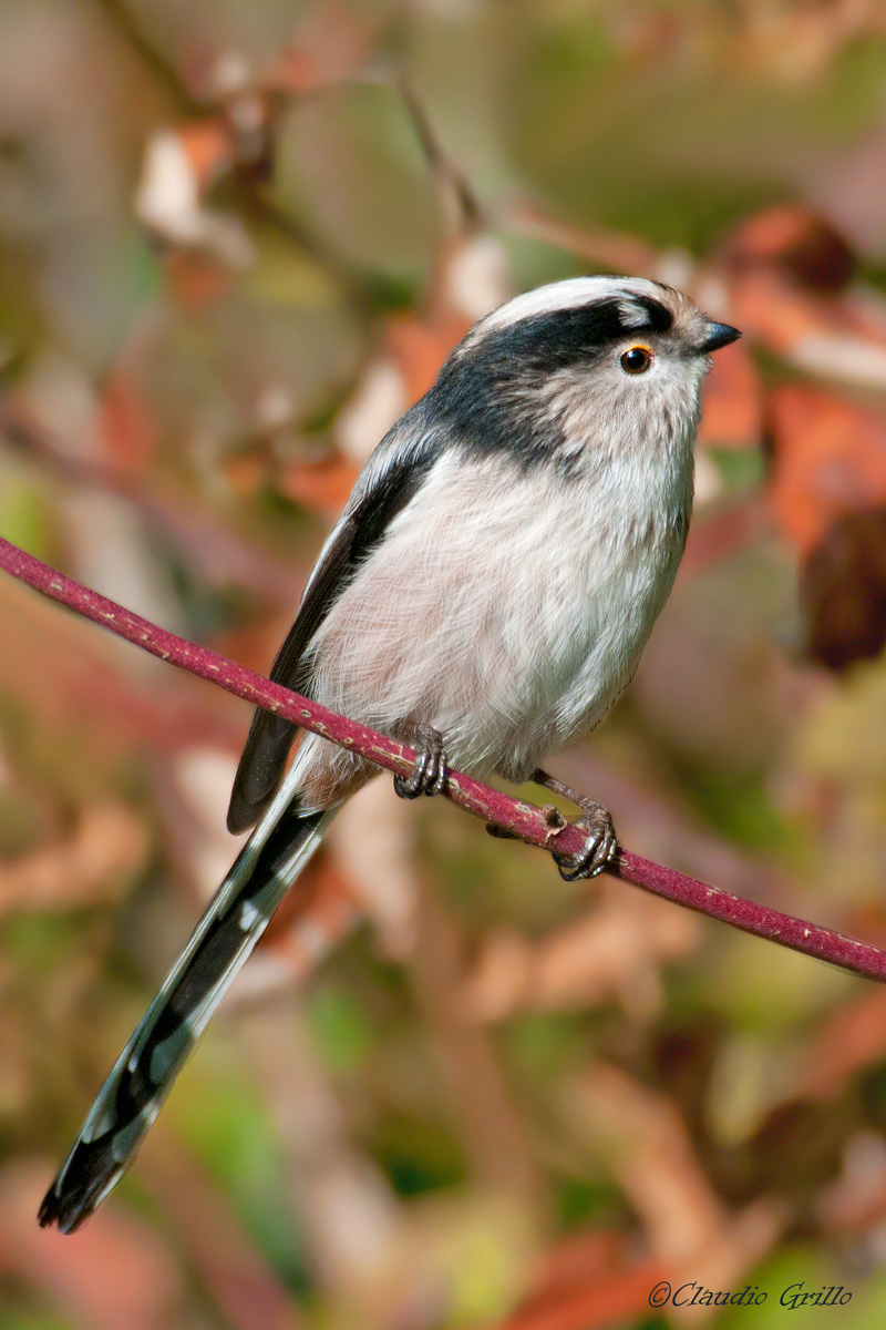 Long-tailed Tit