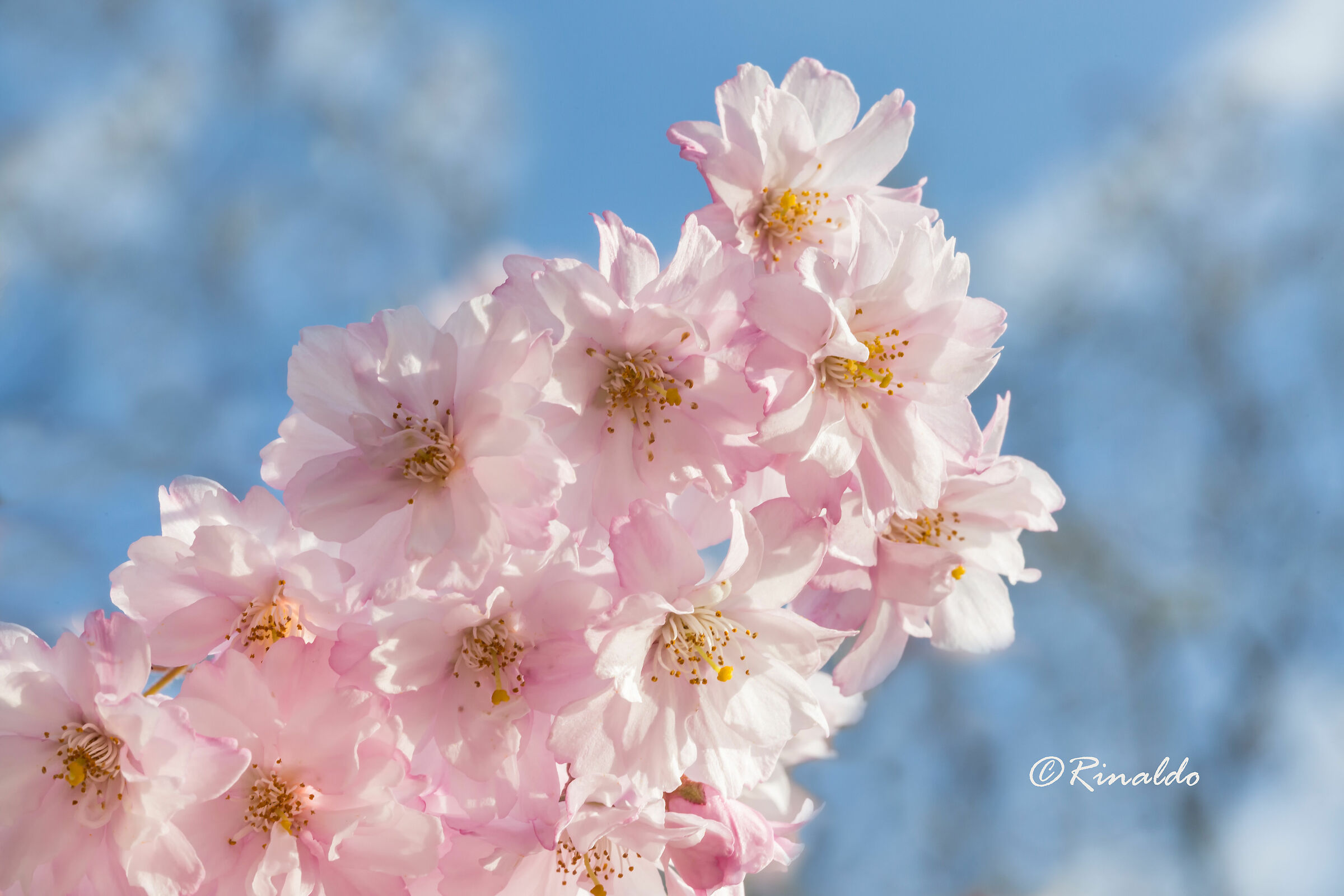 Spring, just a tribute to the most beautiful season