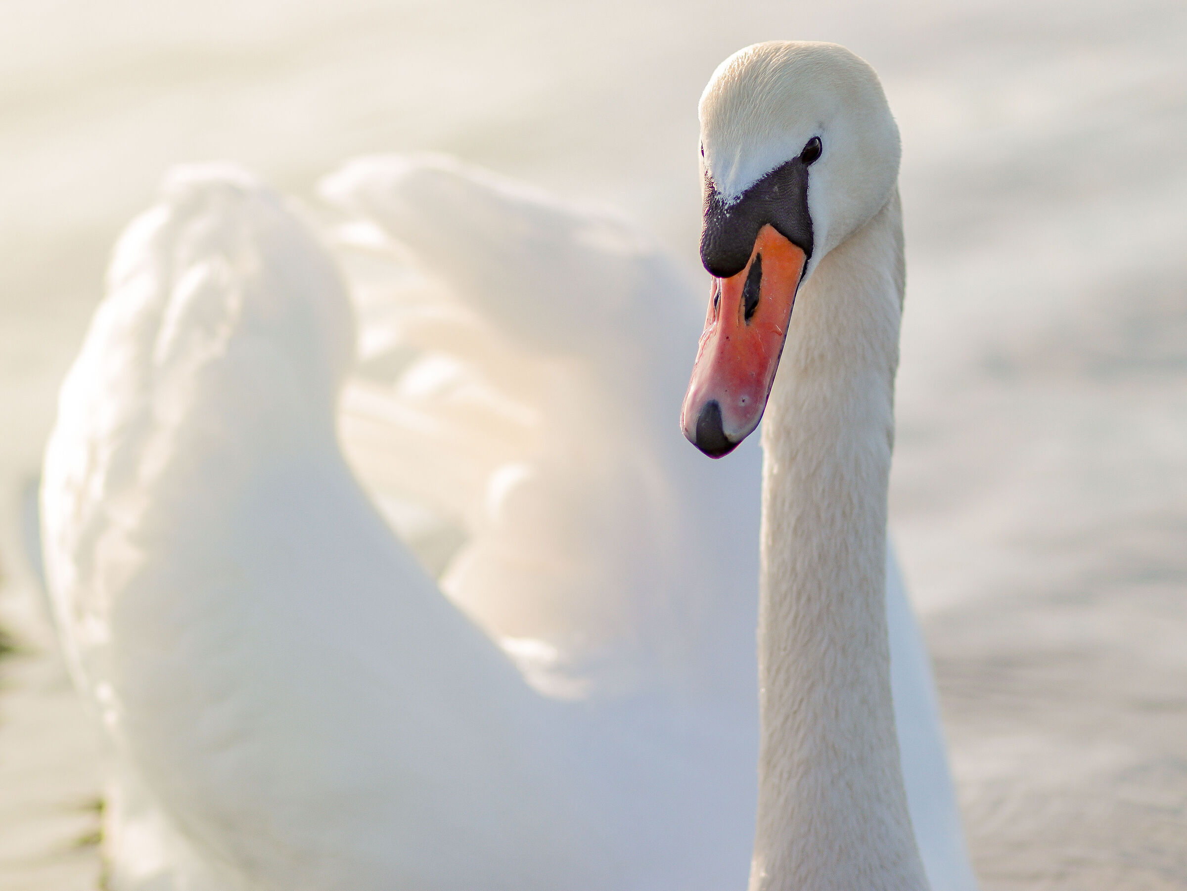 Swan-2