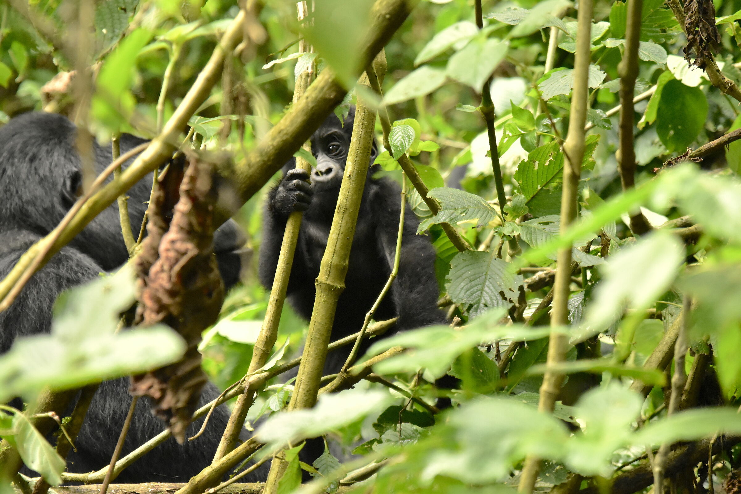 Tre settimane di vita vera