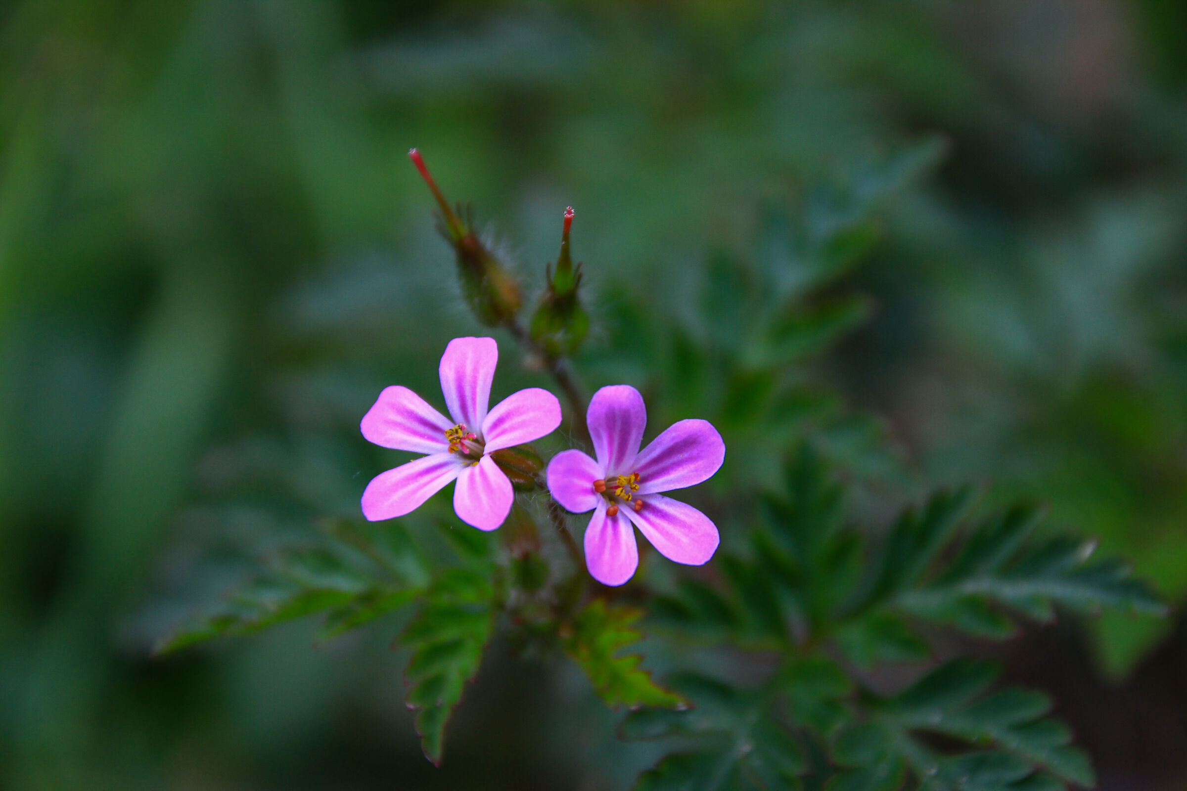 Small forest flowers