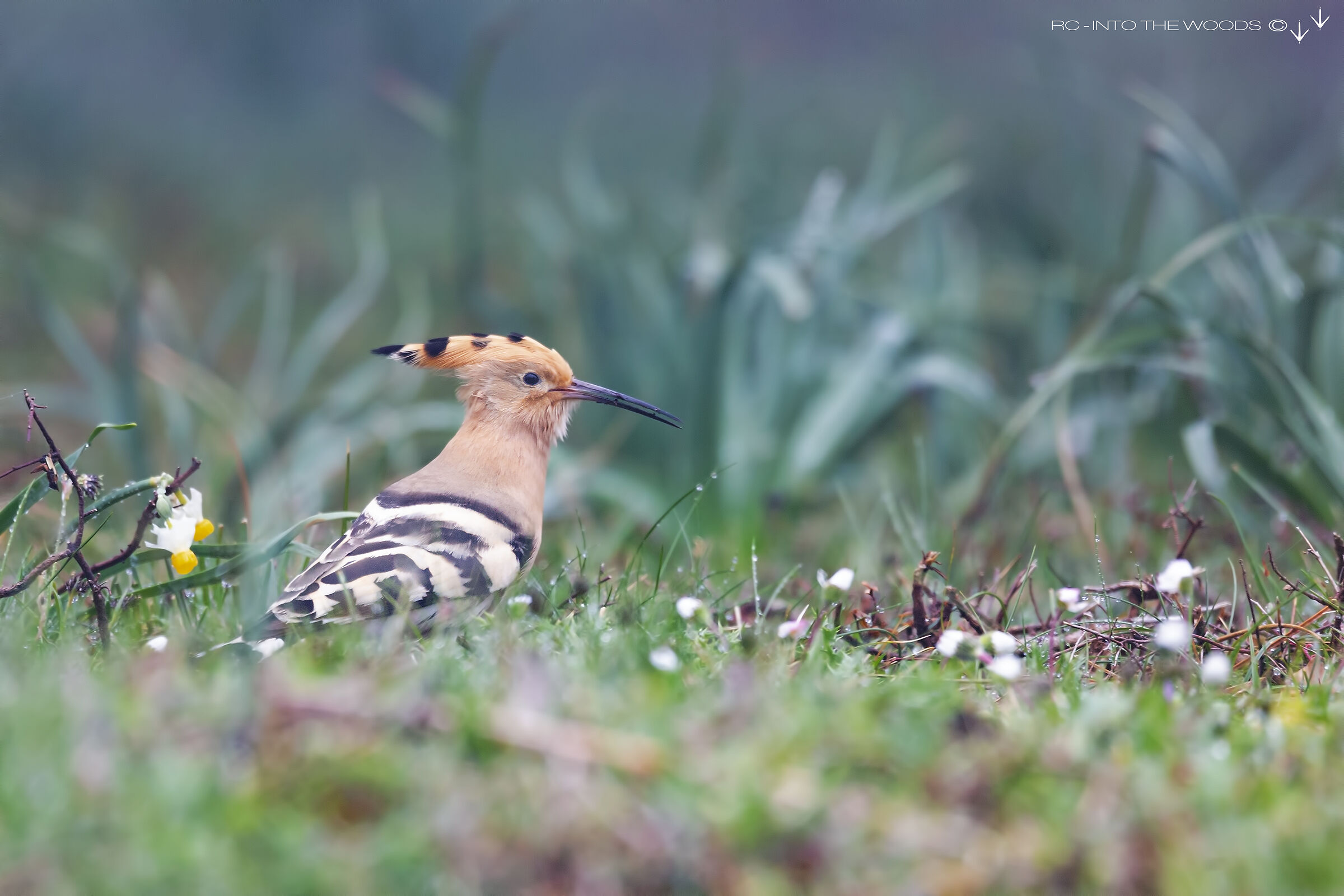 Hoopoe