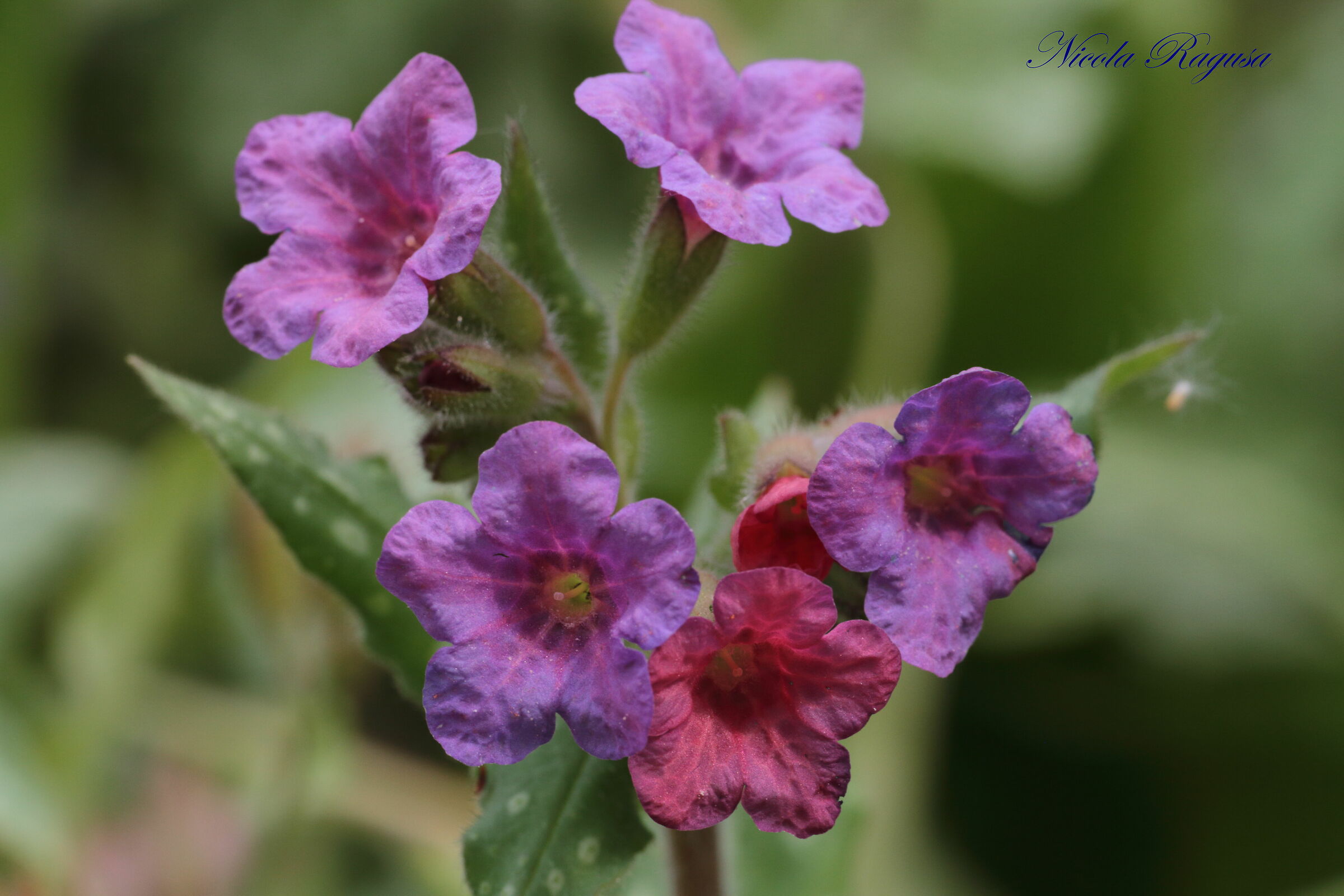 Pulmonaria officinalis