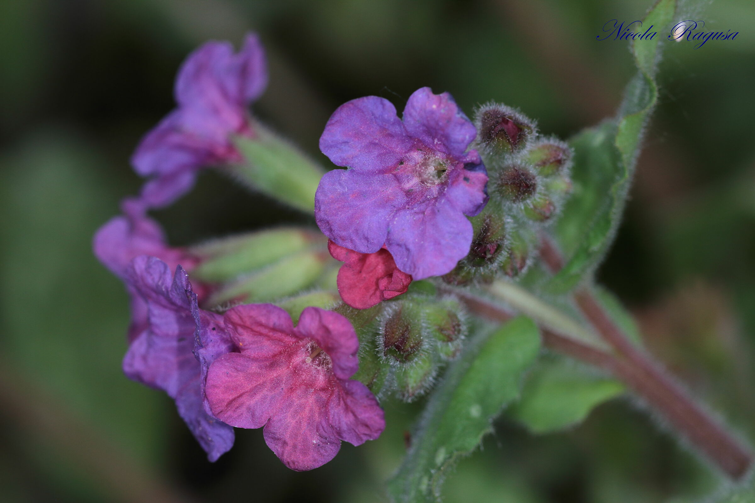 Pulmonaria officinalis