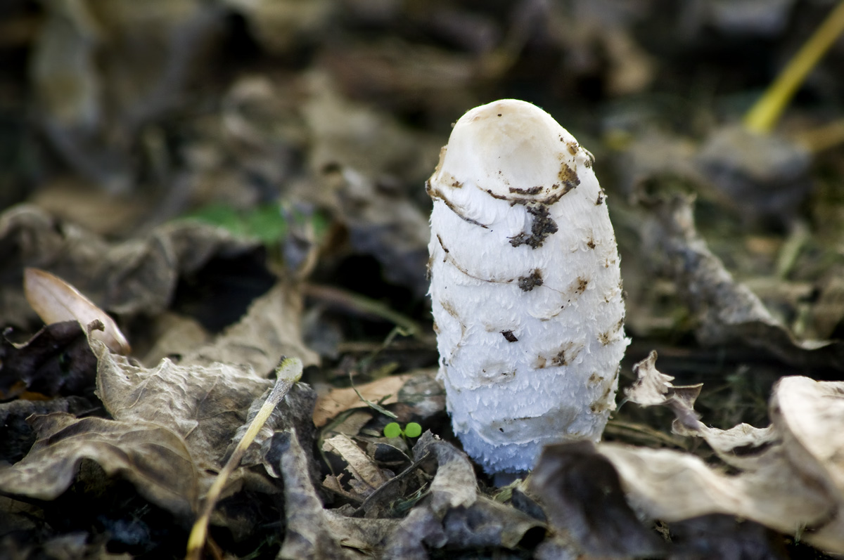 Passeggiando nel bosco