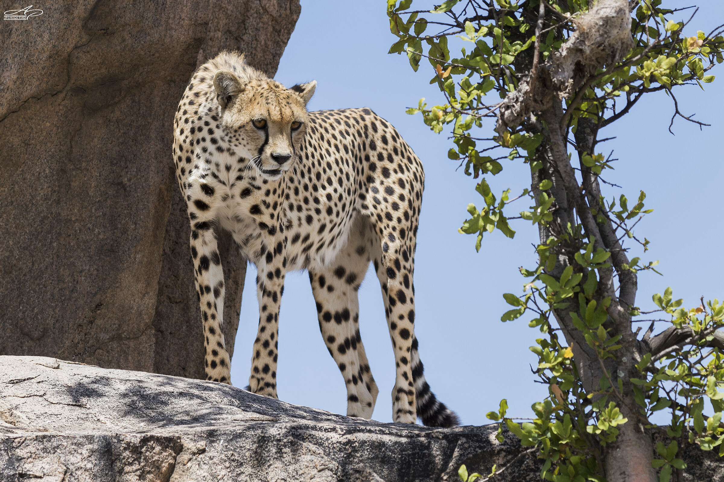 Cheetah on the Kopje