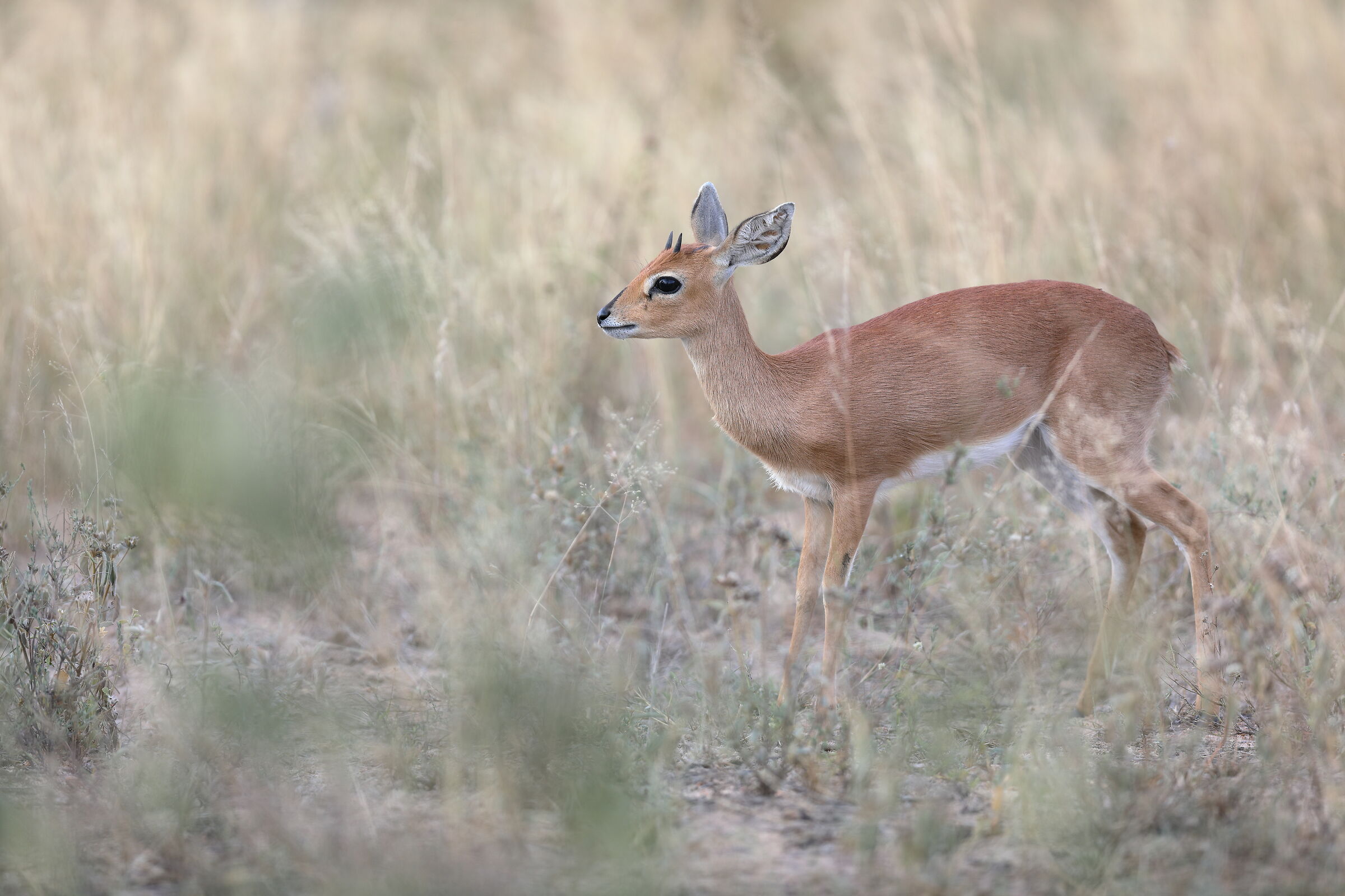 Afrikaans Steenbok