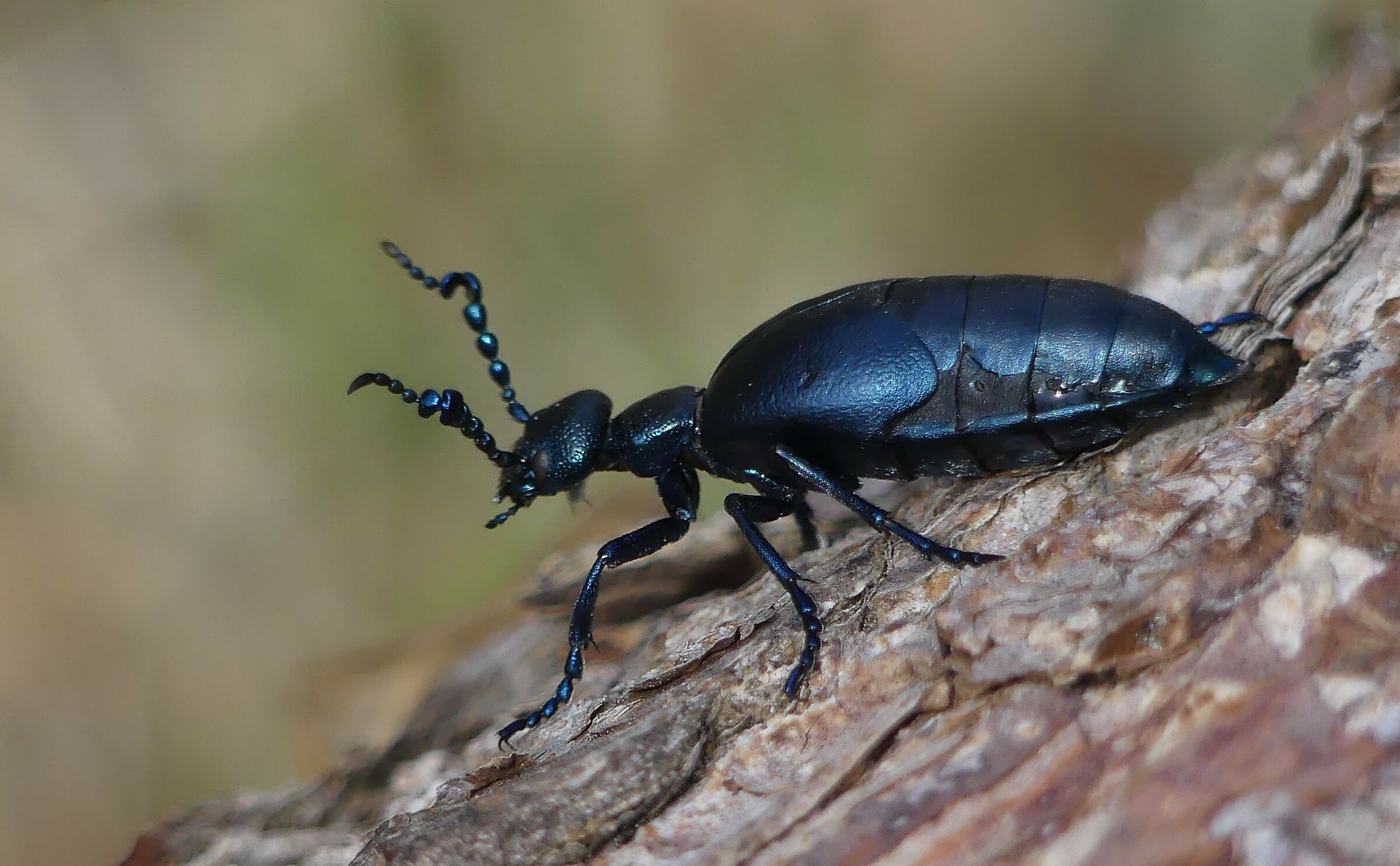 Il guerriero dai riflessi blu