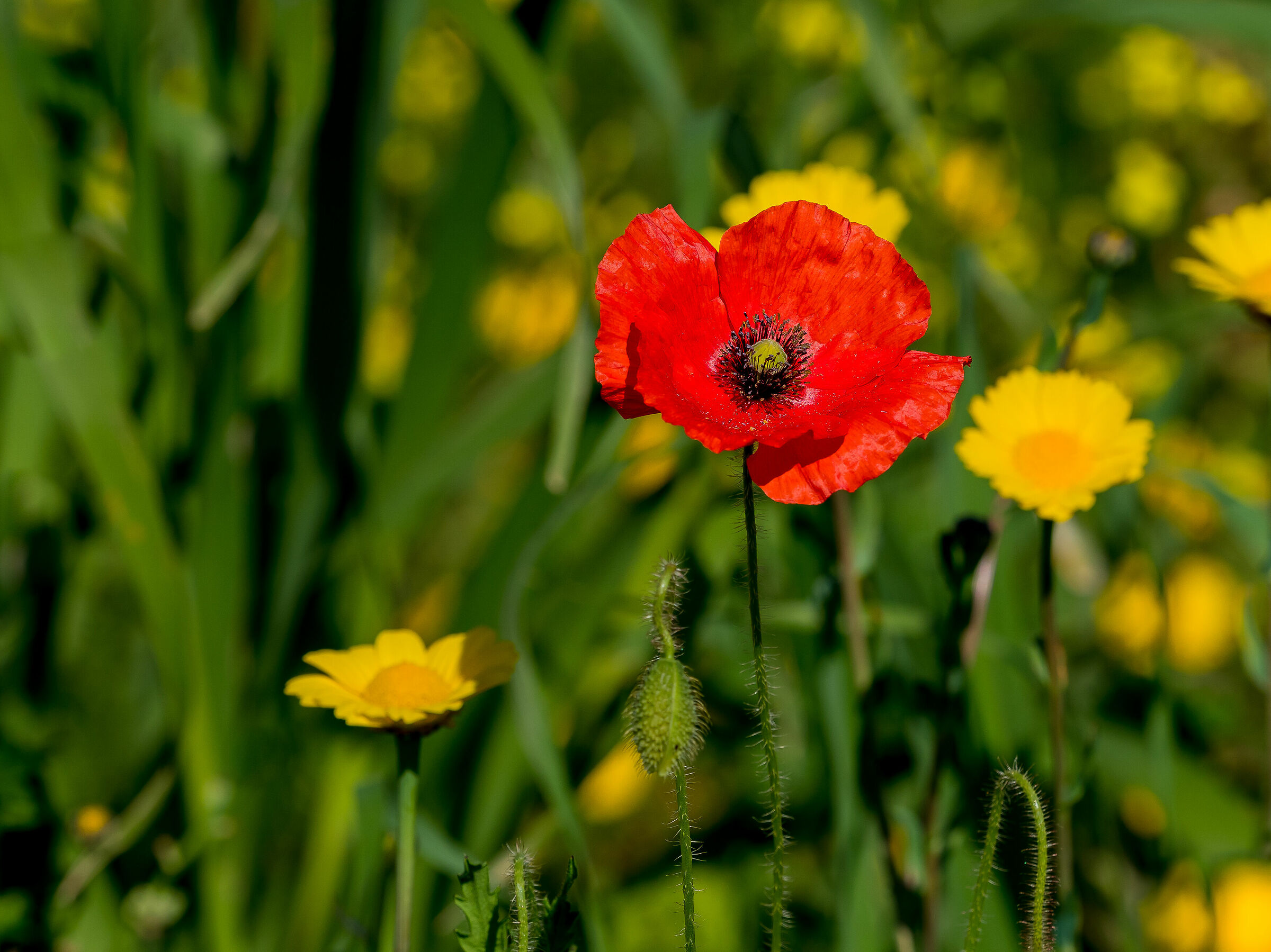 Welcome red Spring......