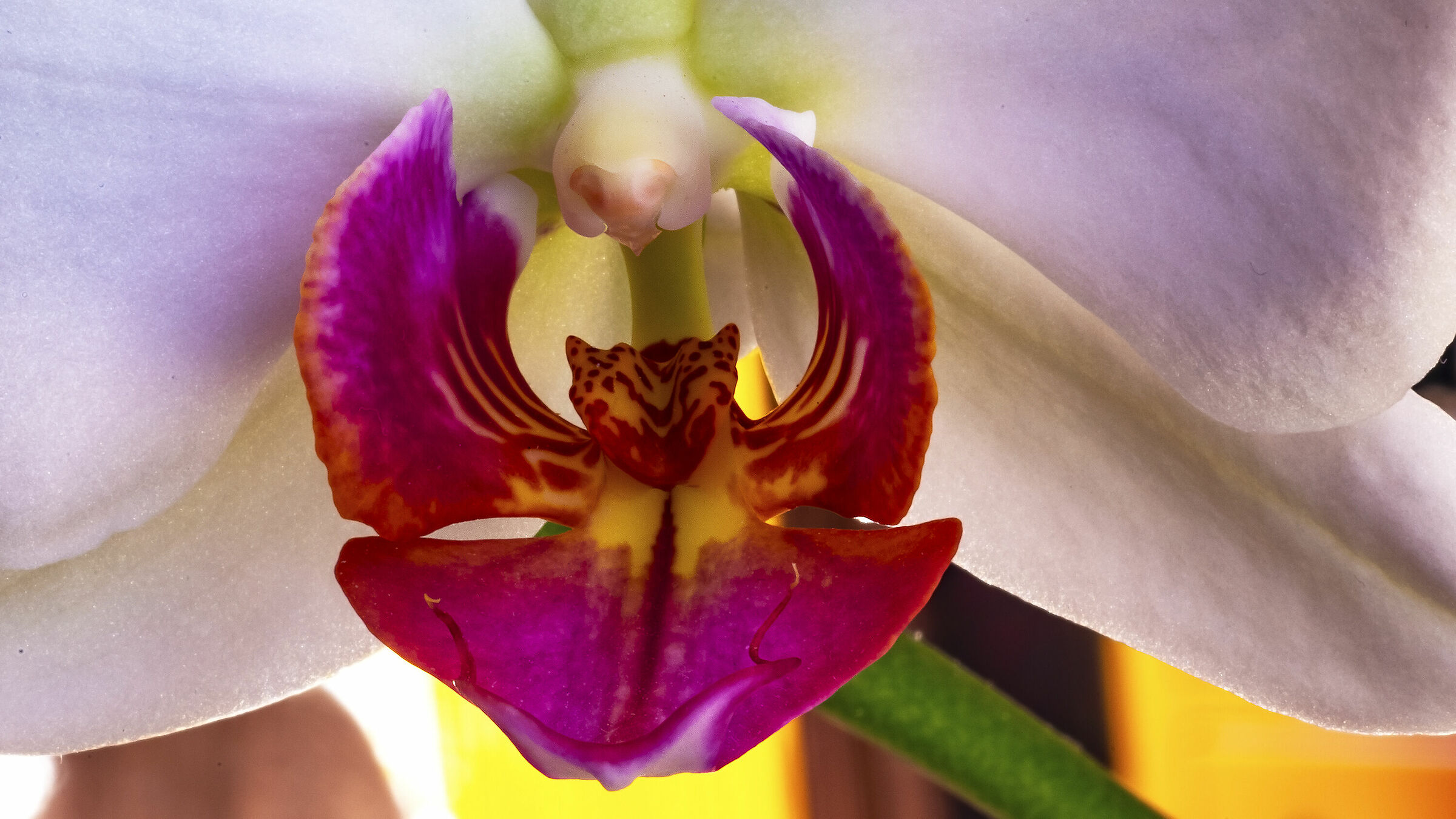 THE Heart of the White Orchid