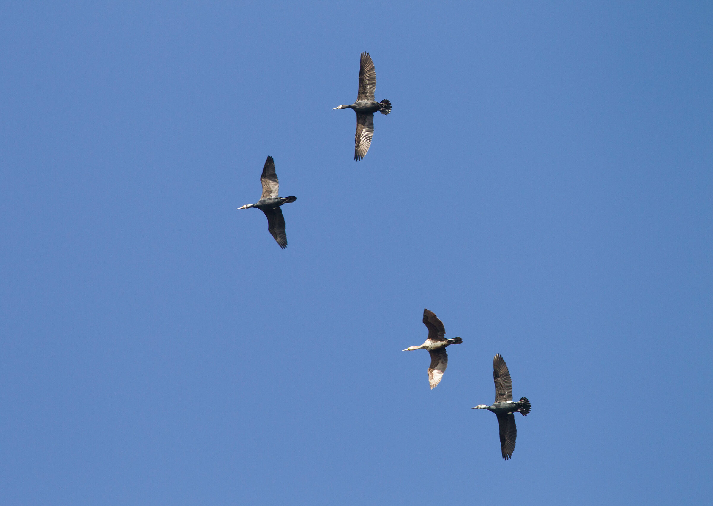 al mio segnale scatenate l'inferno!!!!