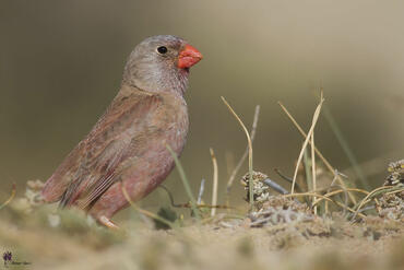 Bucanetes githagineus