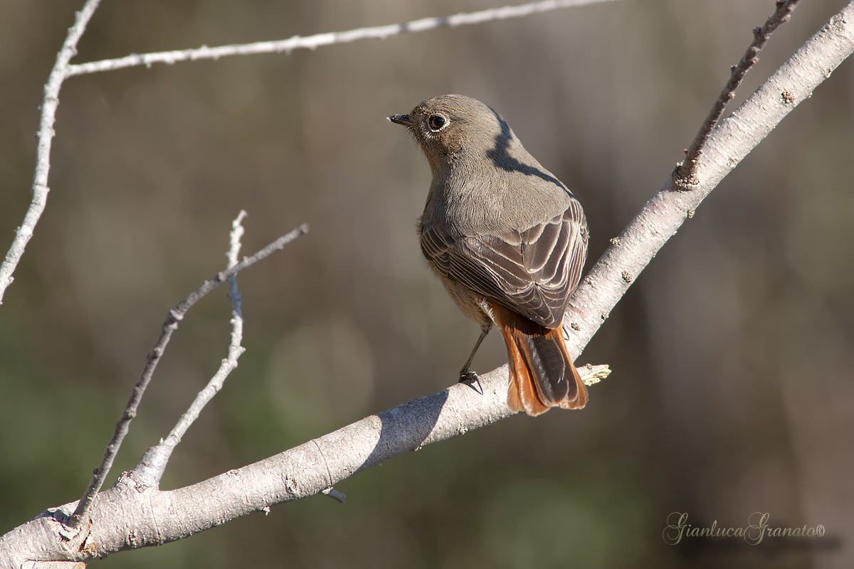 Codirosso spazzacamino