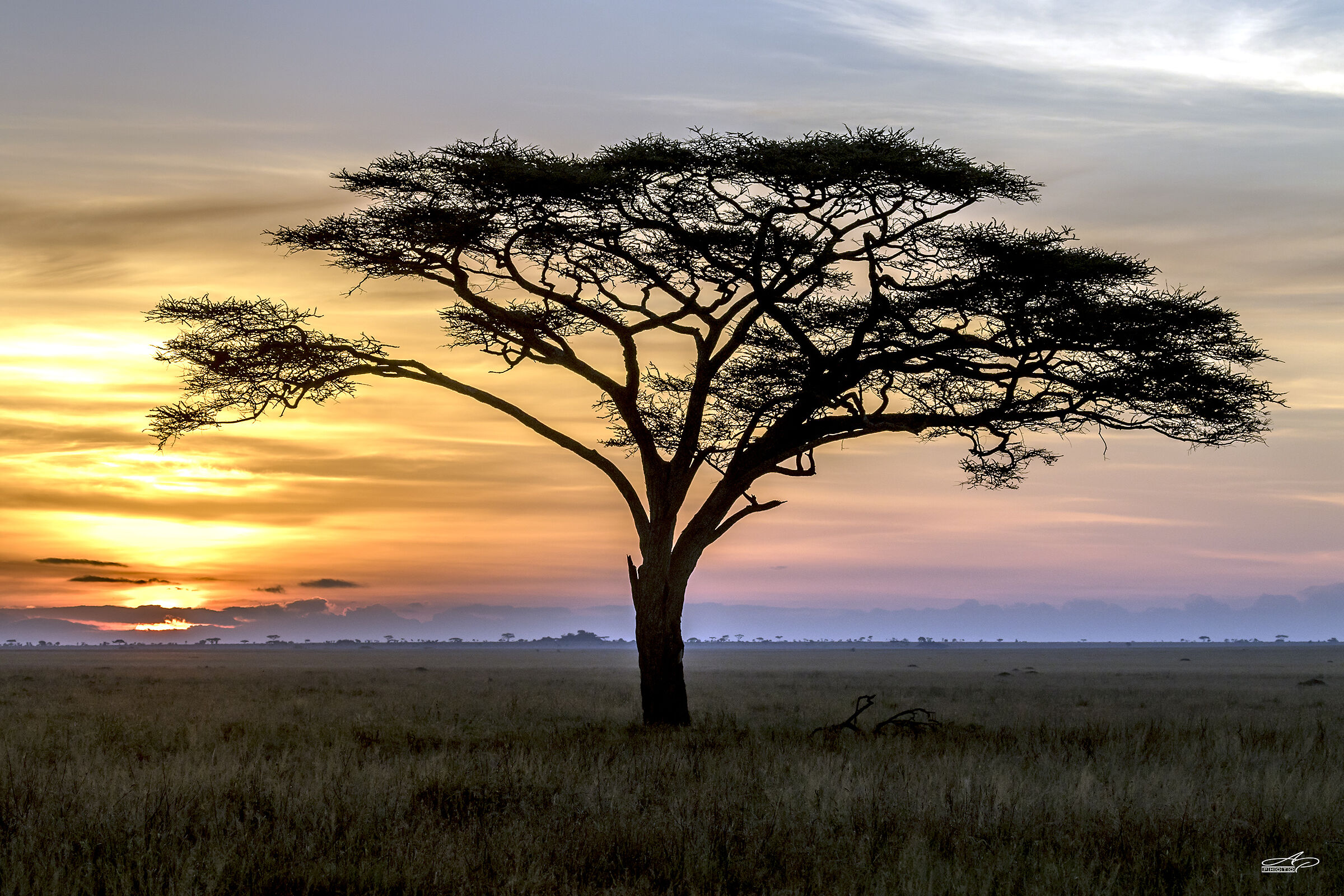 Serengeti-The New Day of Acacia..