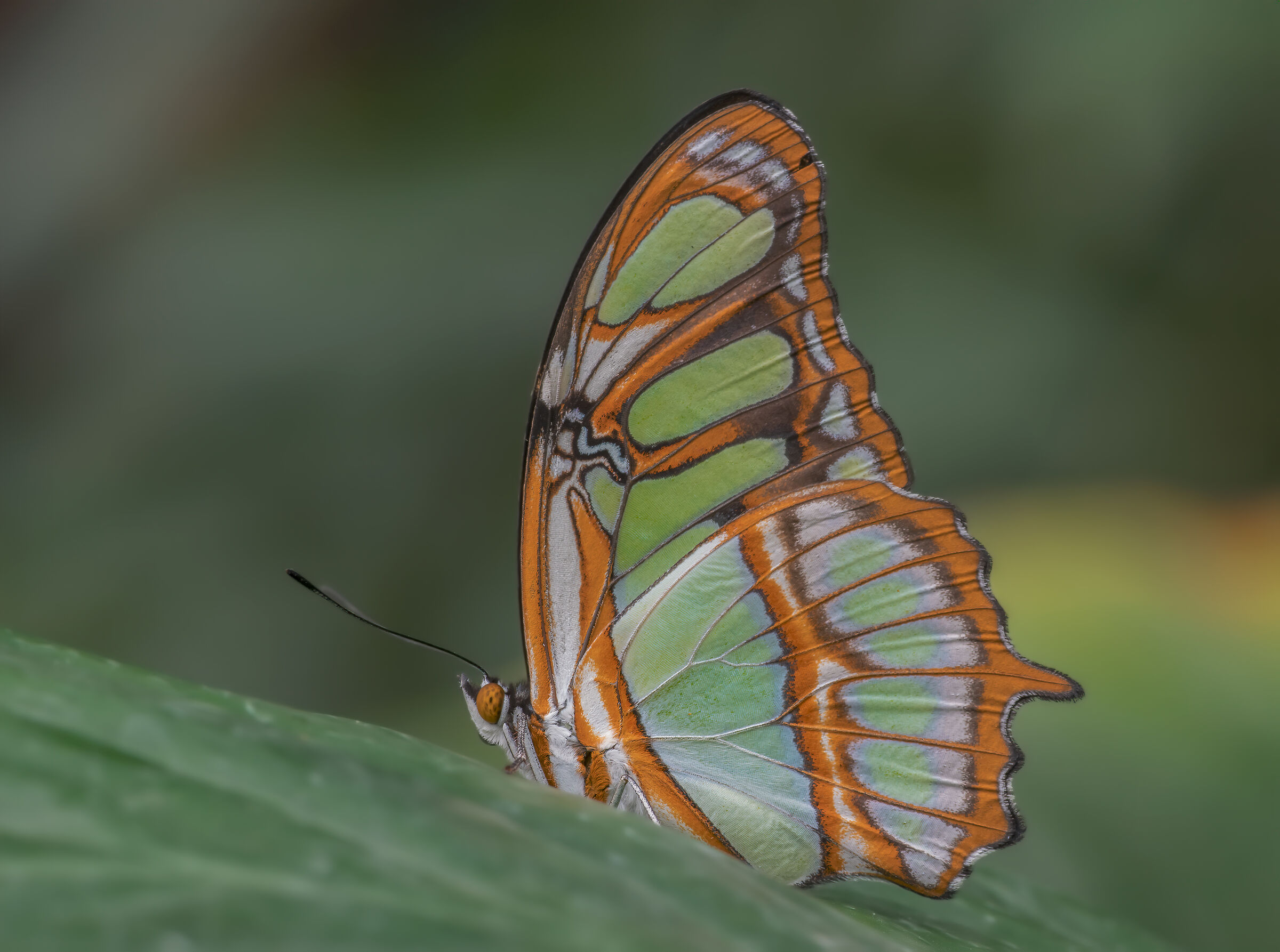 casa delle farfalle Bordano