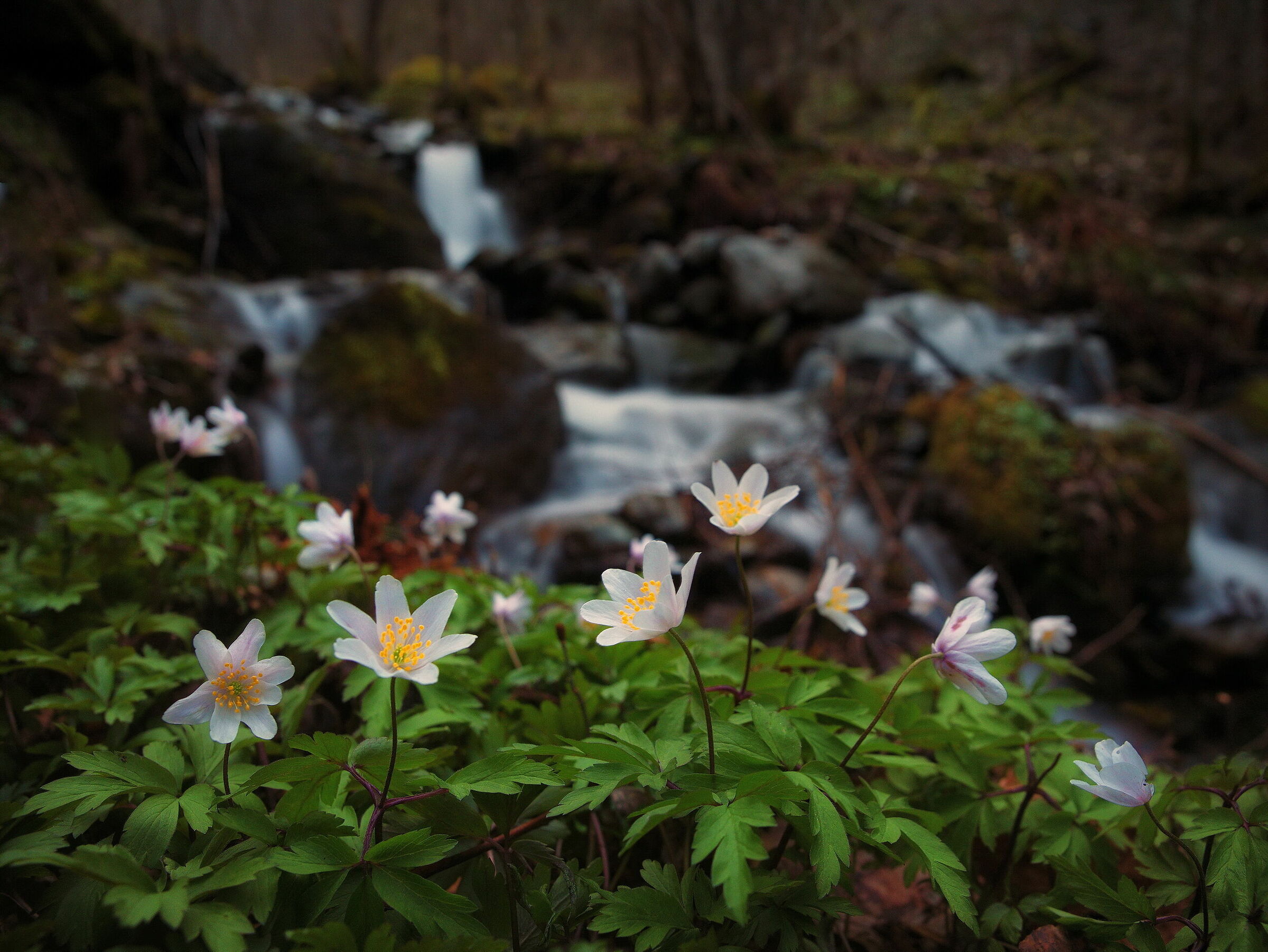 Anemoni nel bosco