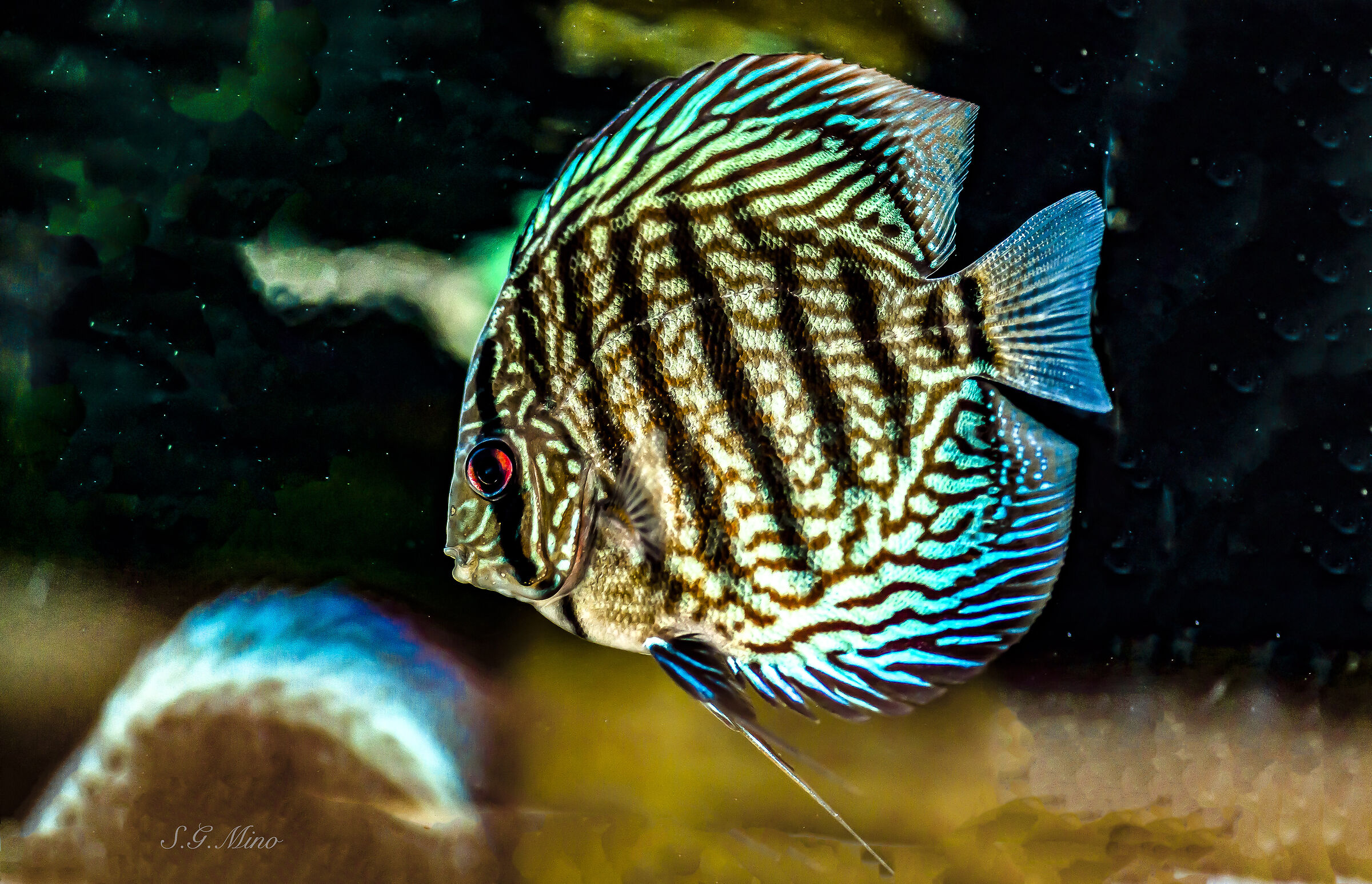 Discus