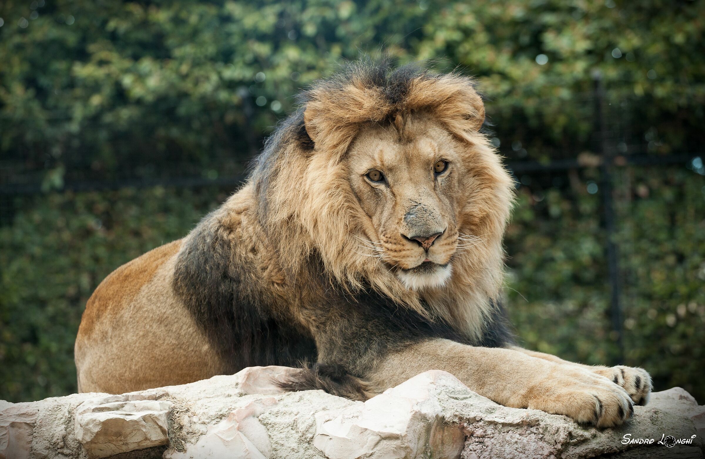 Thanks for Laying Majesty