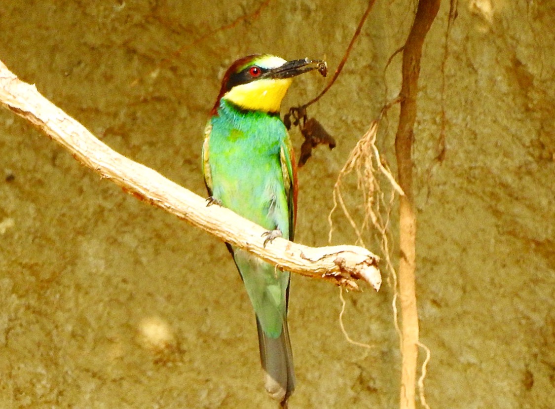 Bee-eater