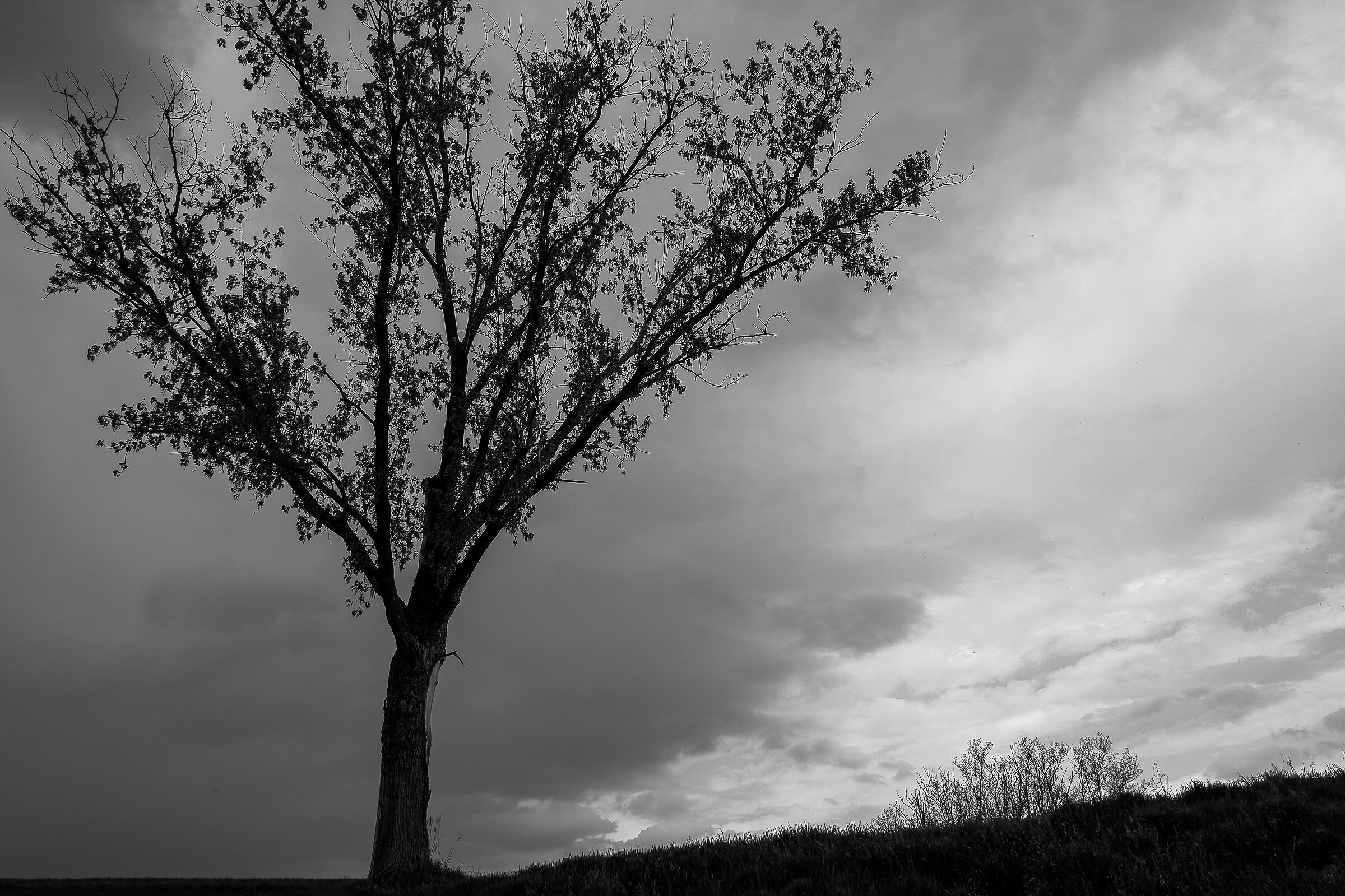 Branches in the Sky