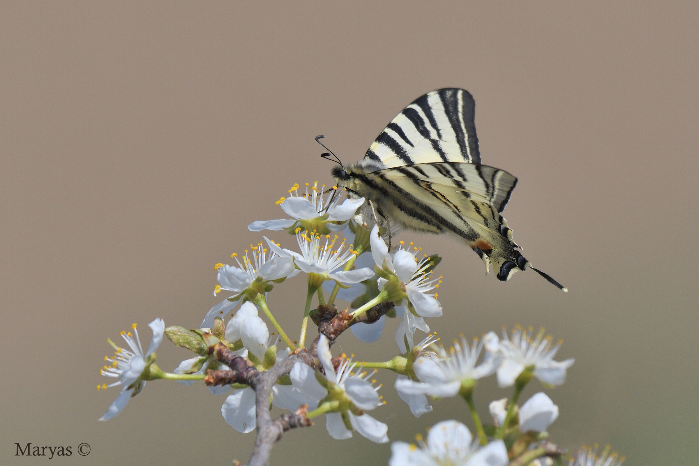 La farfalla sul susino