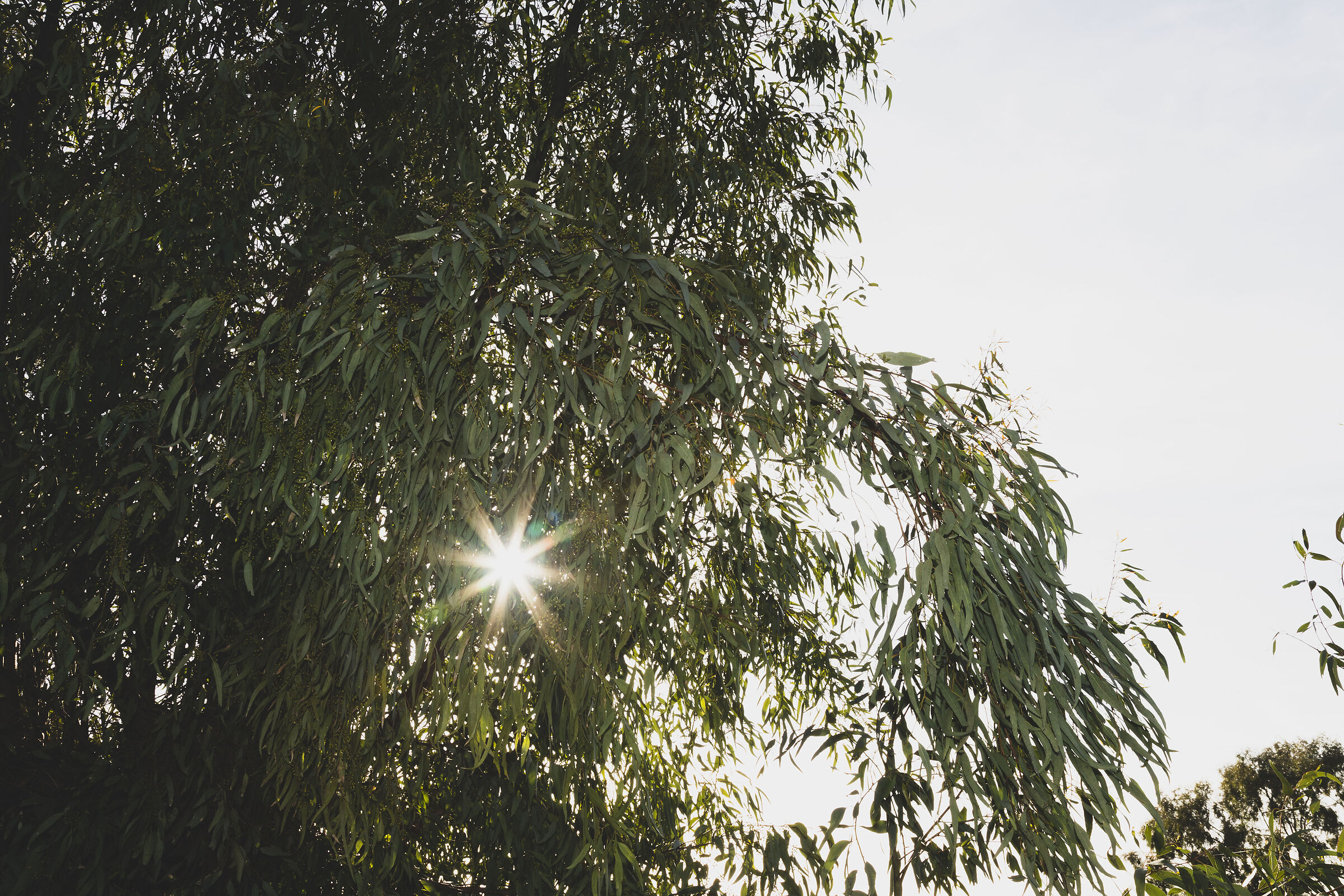 The Sun shines every day