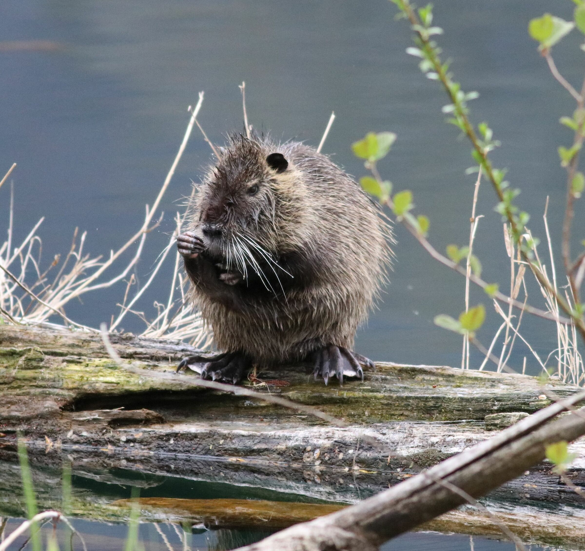 Nutria