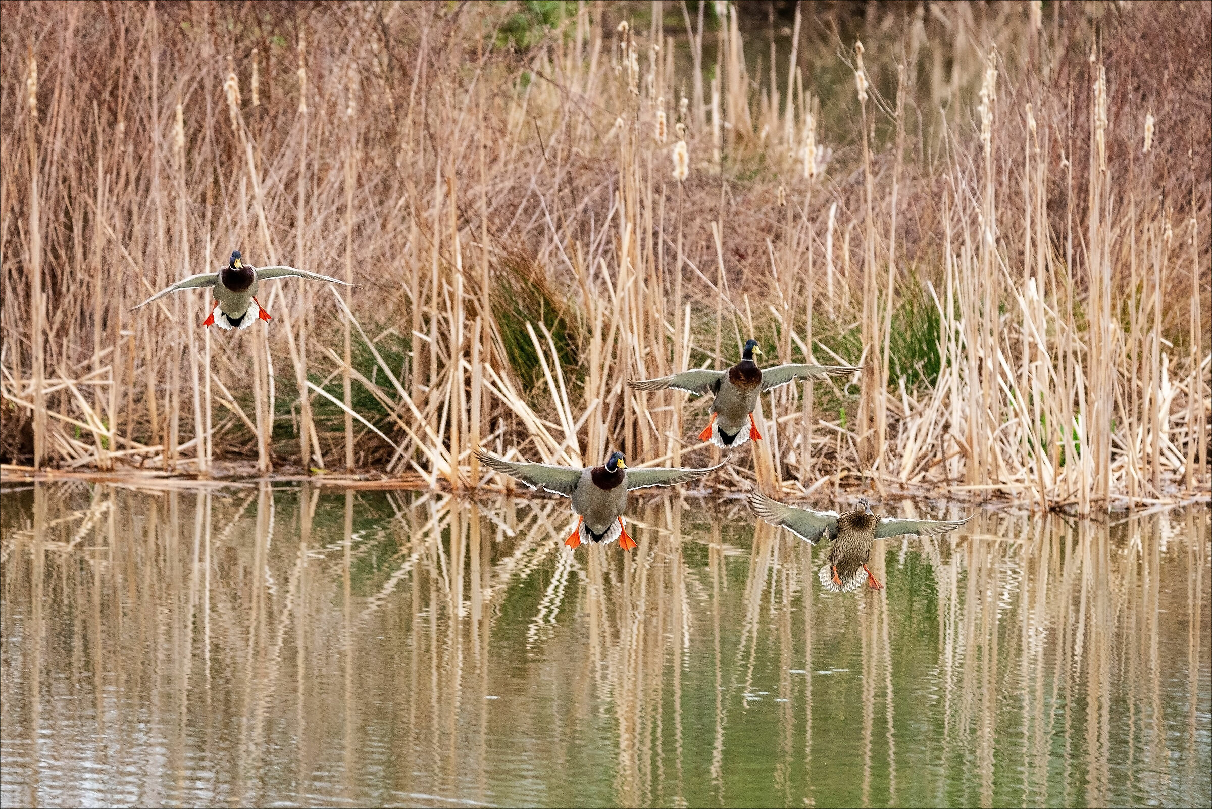 Germani in formazione