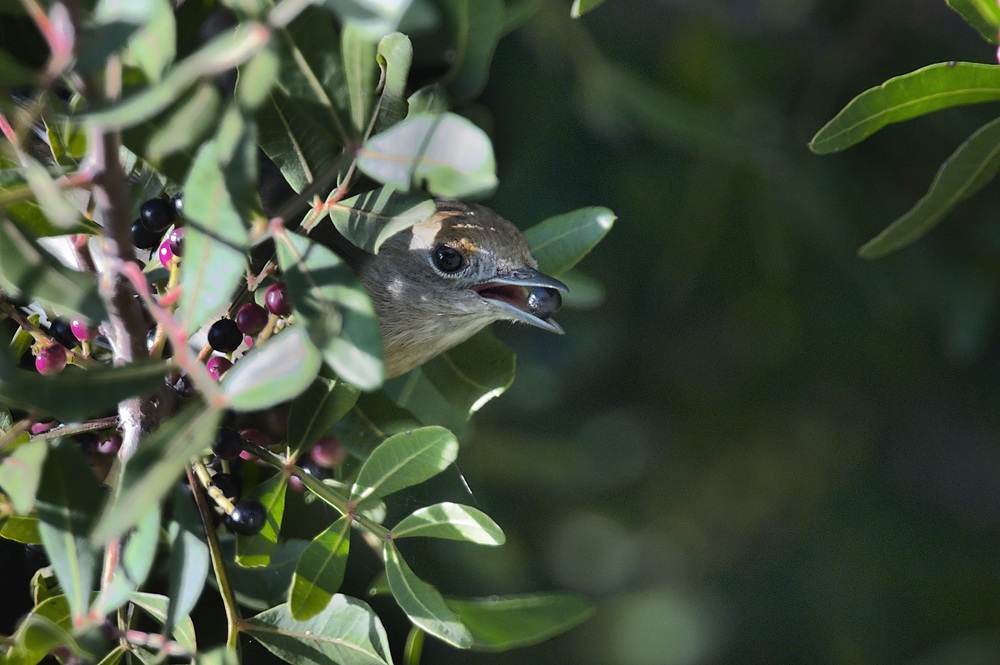 capinera femmina con bacca di lentisco