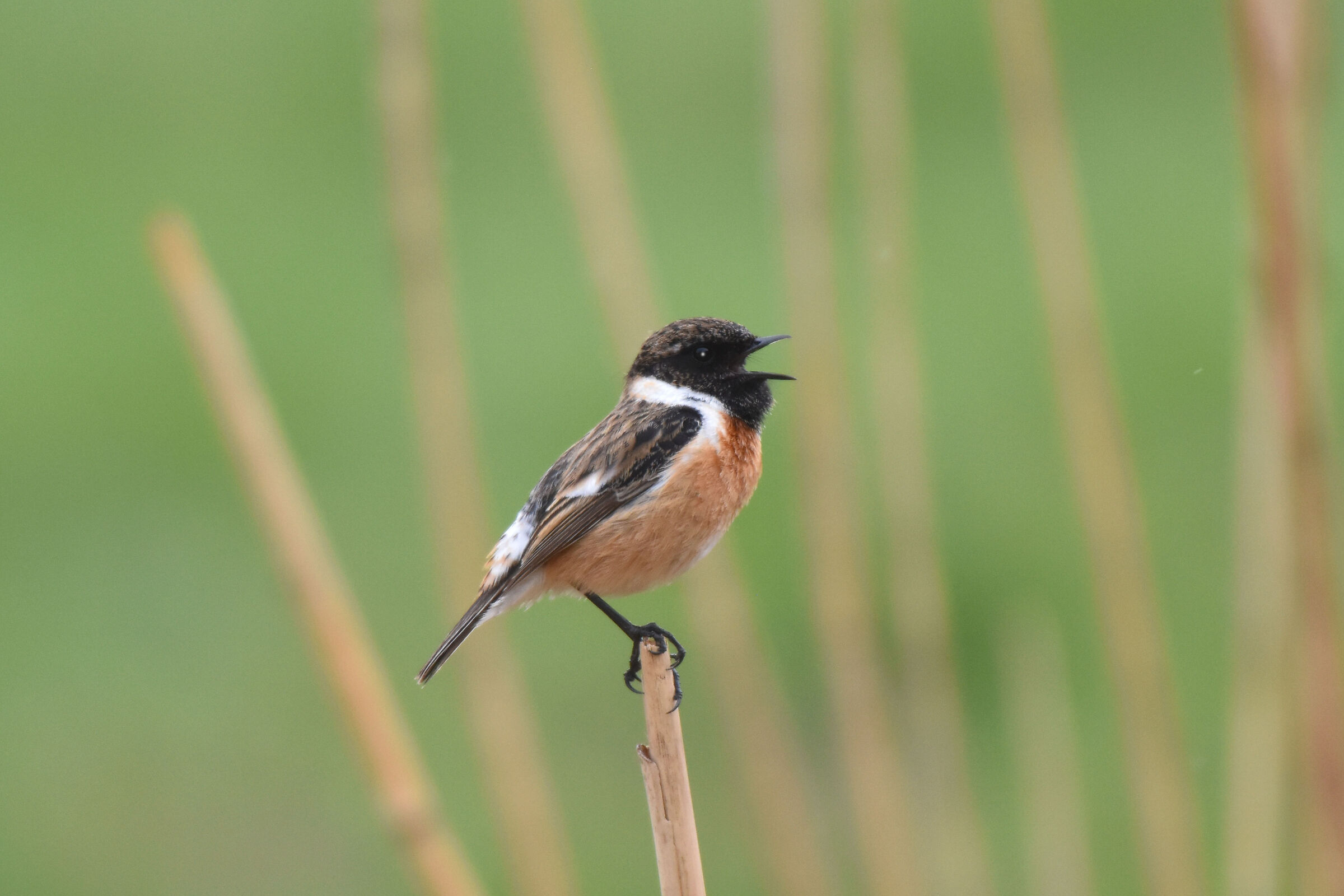 Stonechat