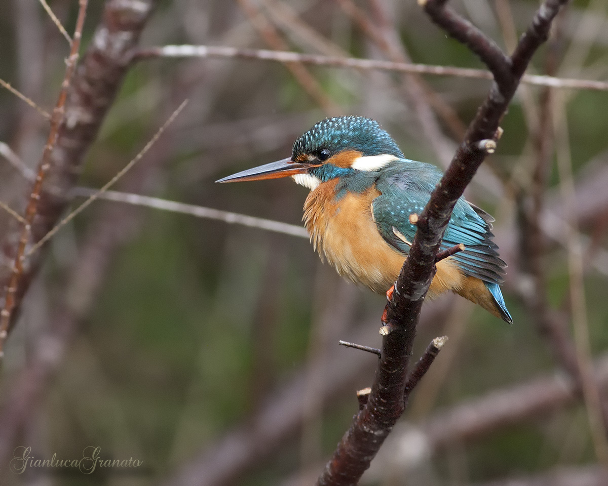Kingfisher