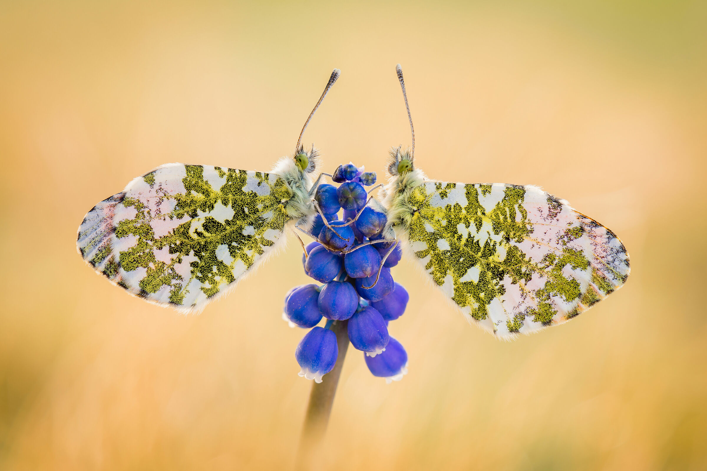 Anthocharis cardamines