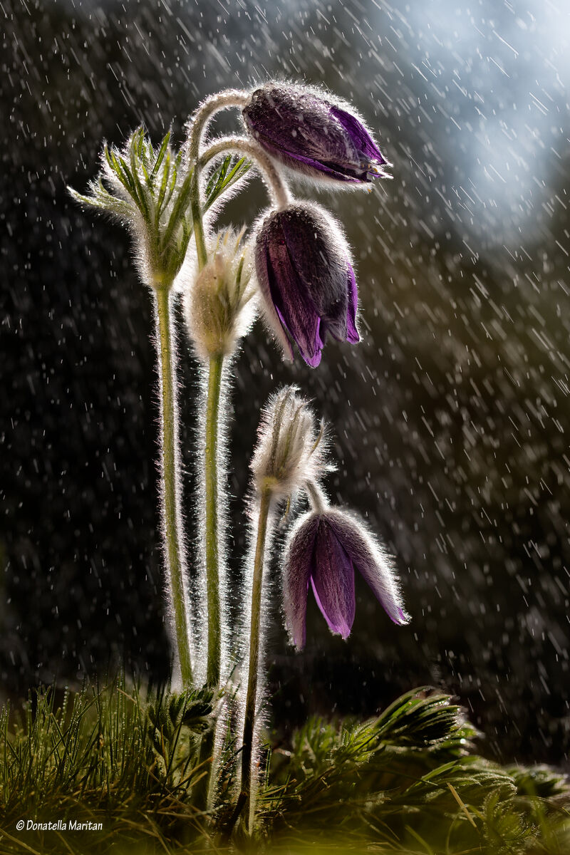 Between Sun and water