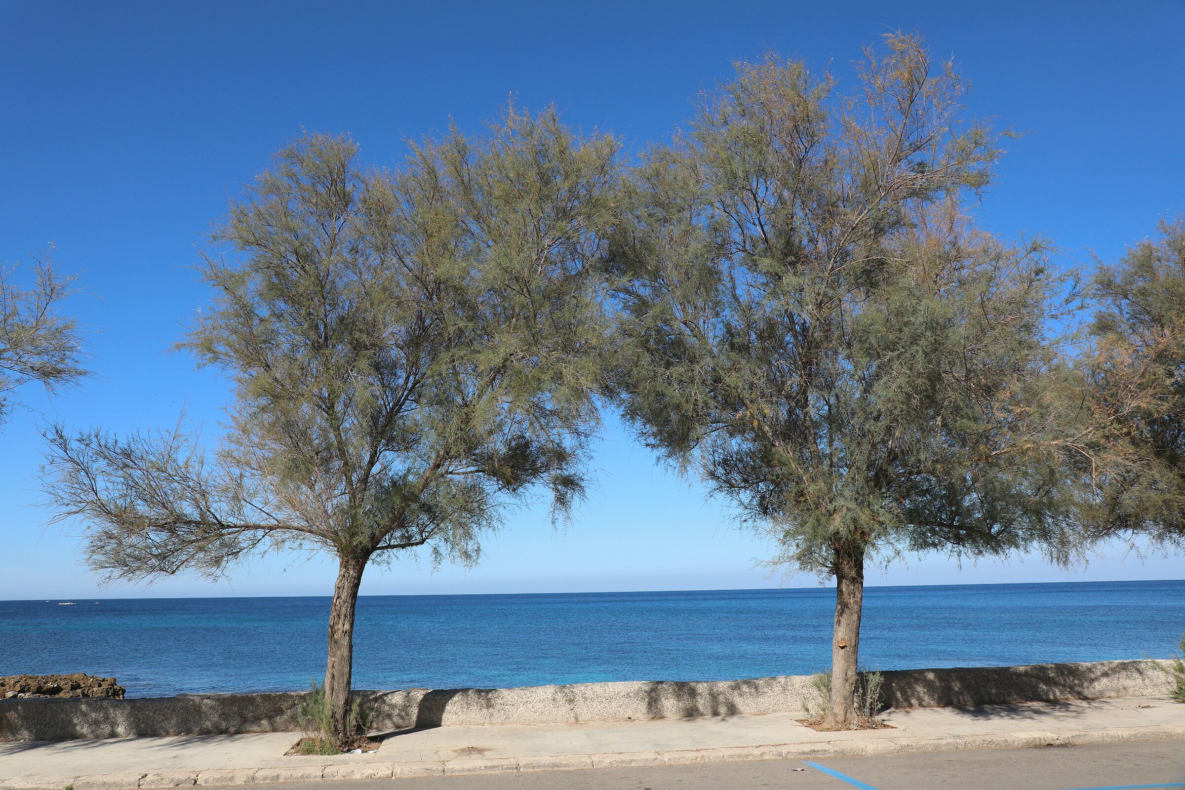 Alberi e mare