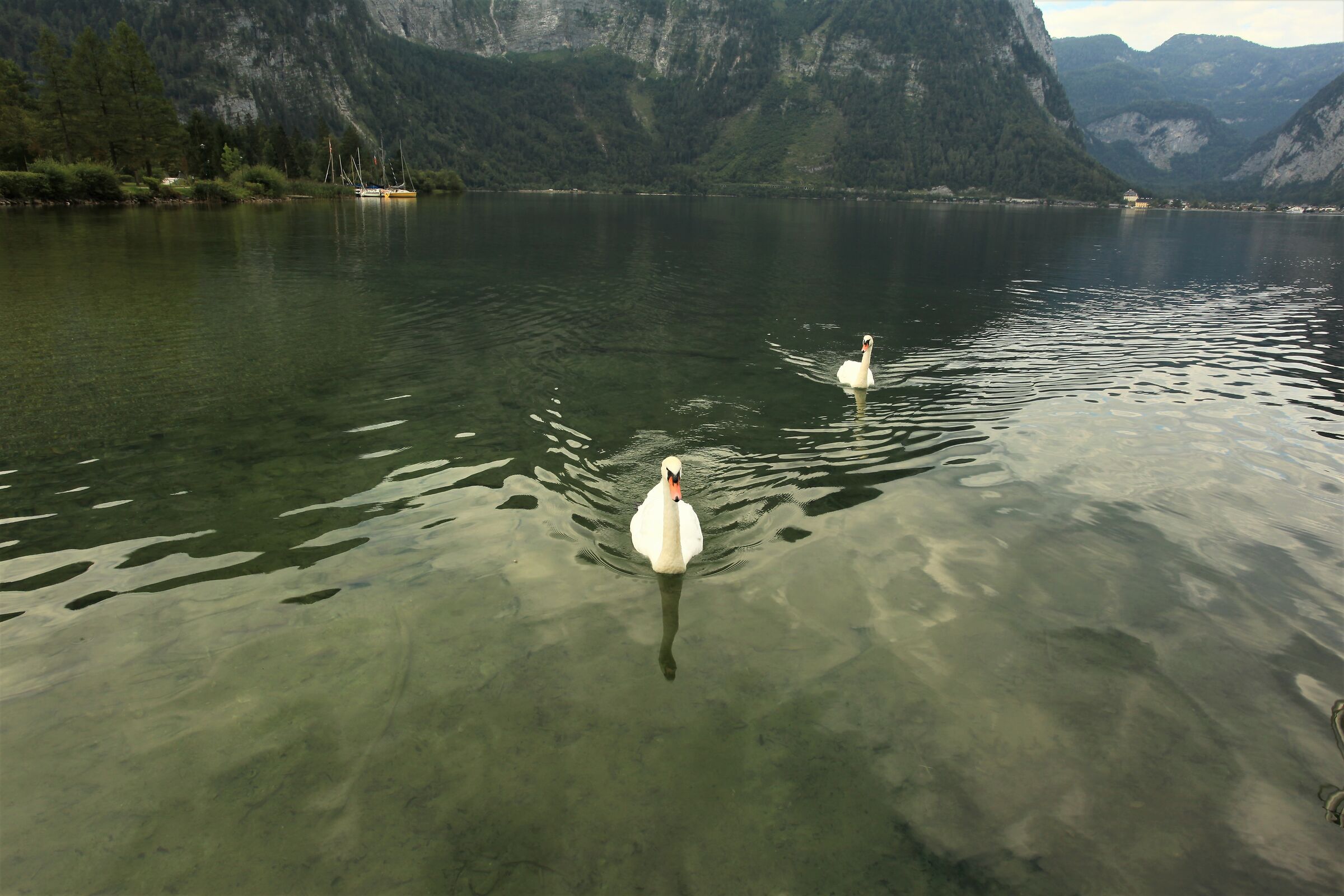 Swans of Obertraun