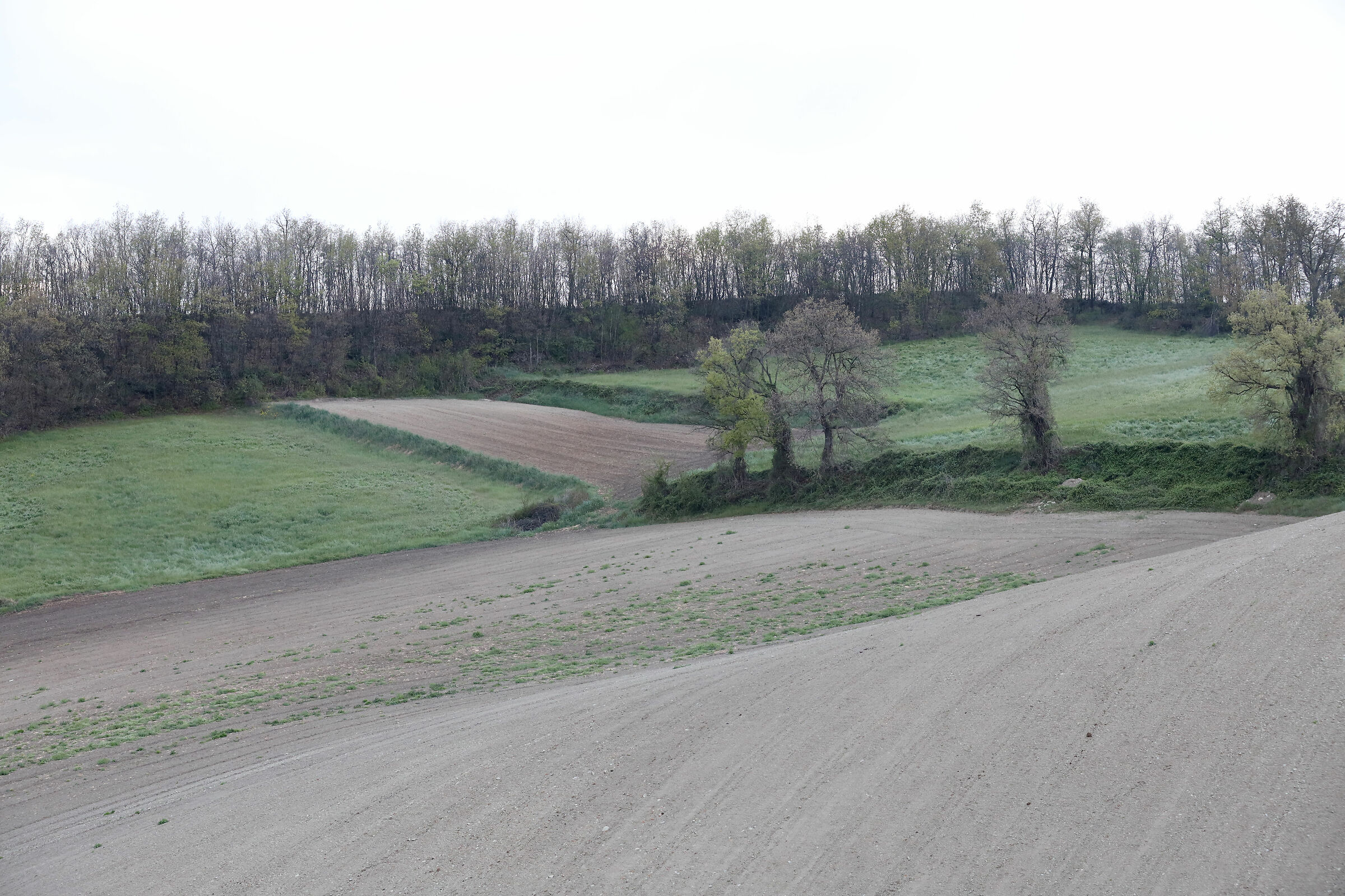 Geometrie campestri (colline matildiche - RE)