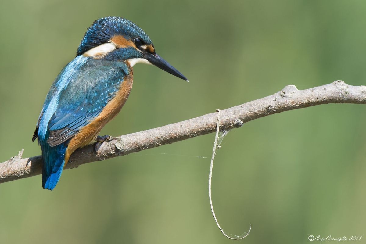 Kingfisher