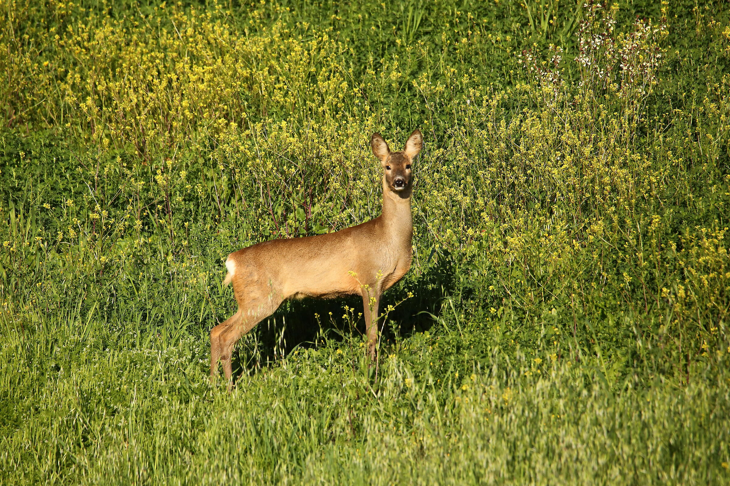 It's spring on the Parma Hills