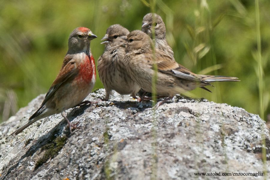 Linnet